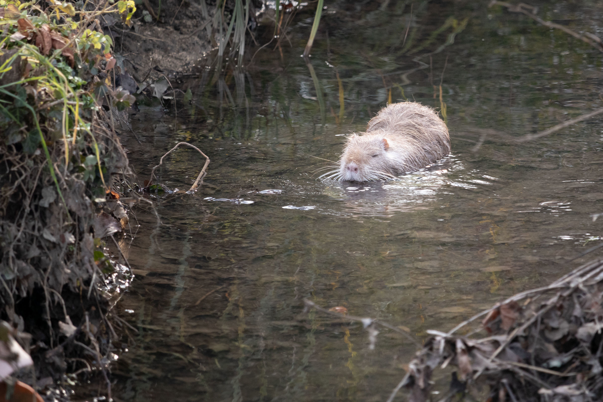 Nutria Albina