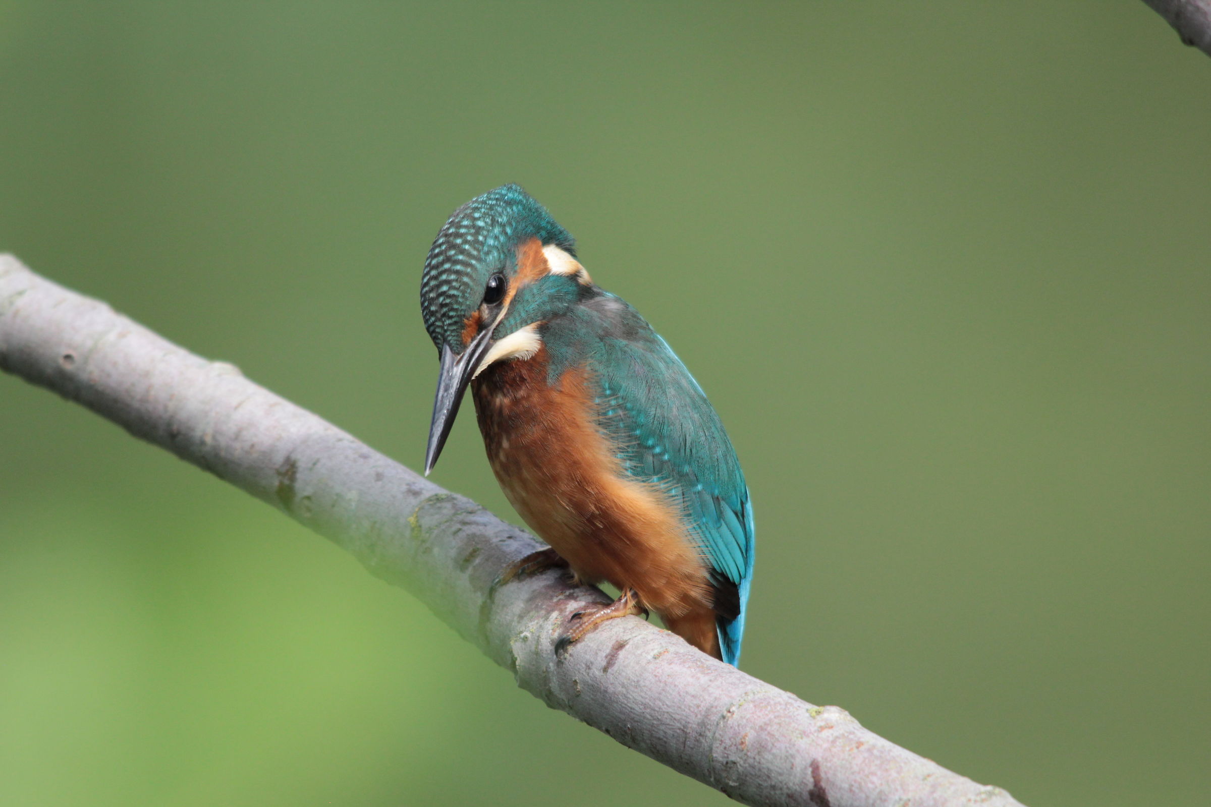 Kingfisher