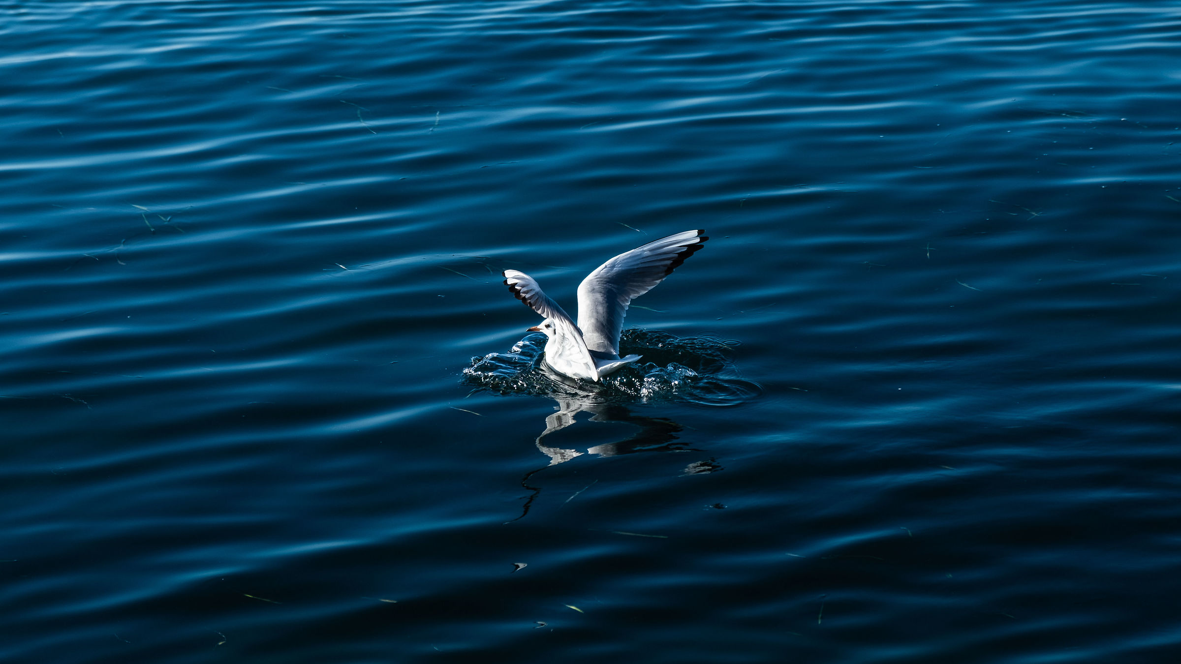 C'è un gabbiano nella mia acqua