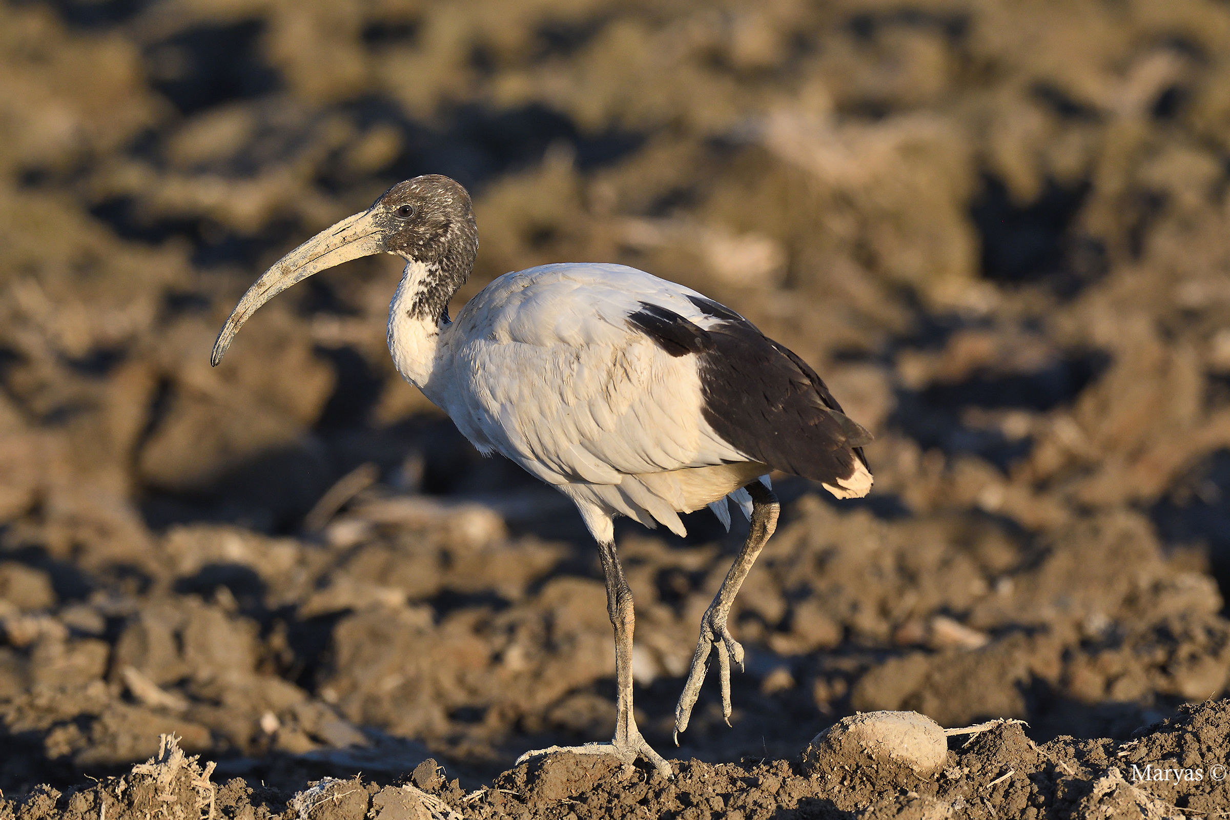 Ibis