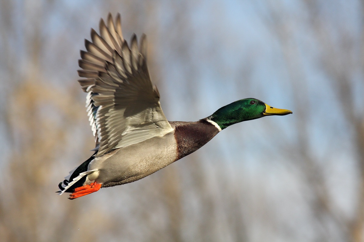 Germano Reale - Sembra facile...