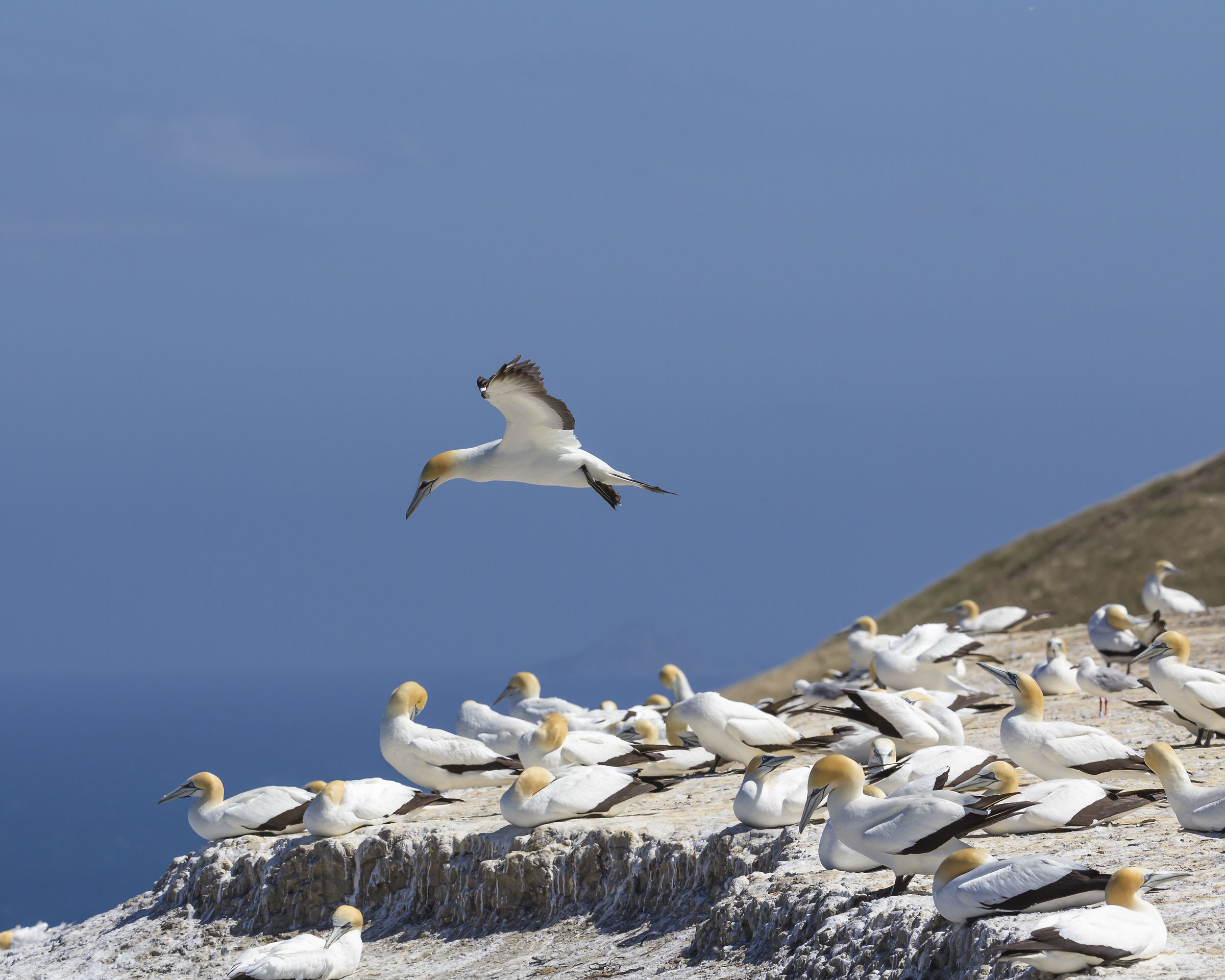 Gannet colony - Cape Kiddnappers