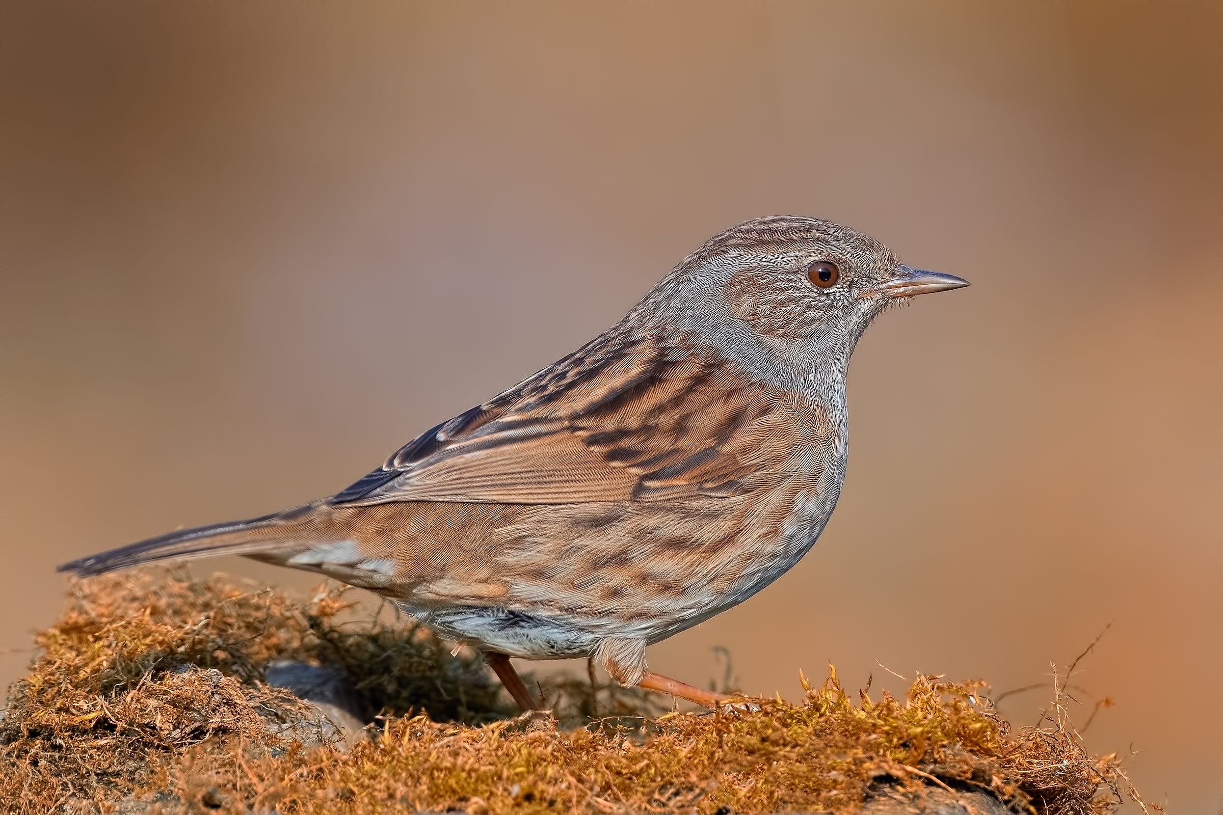 Passera scopaiola - Inverno 2019