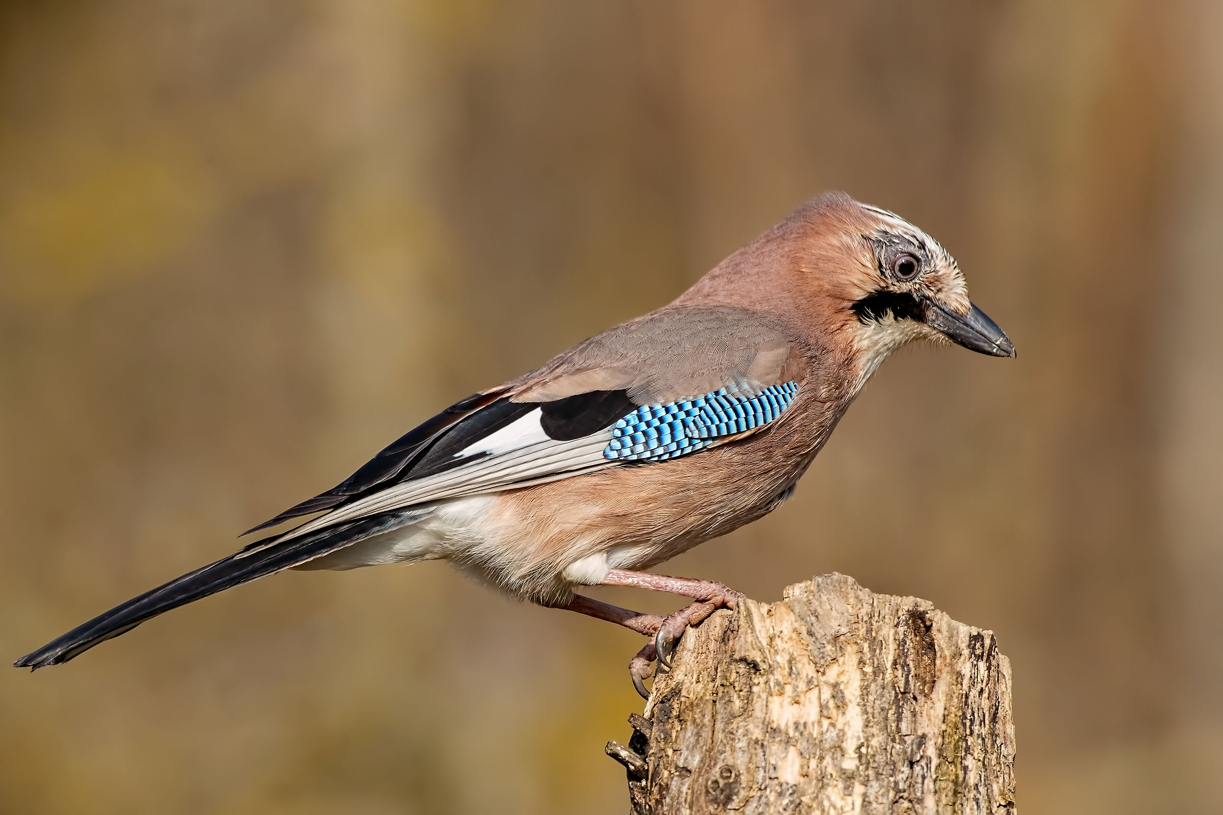 Ghiandaia - Inverno 2019