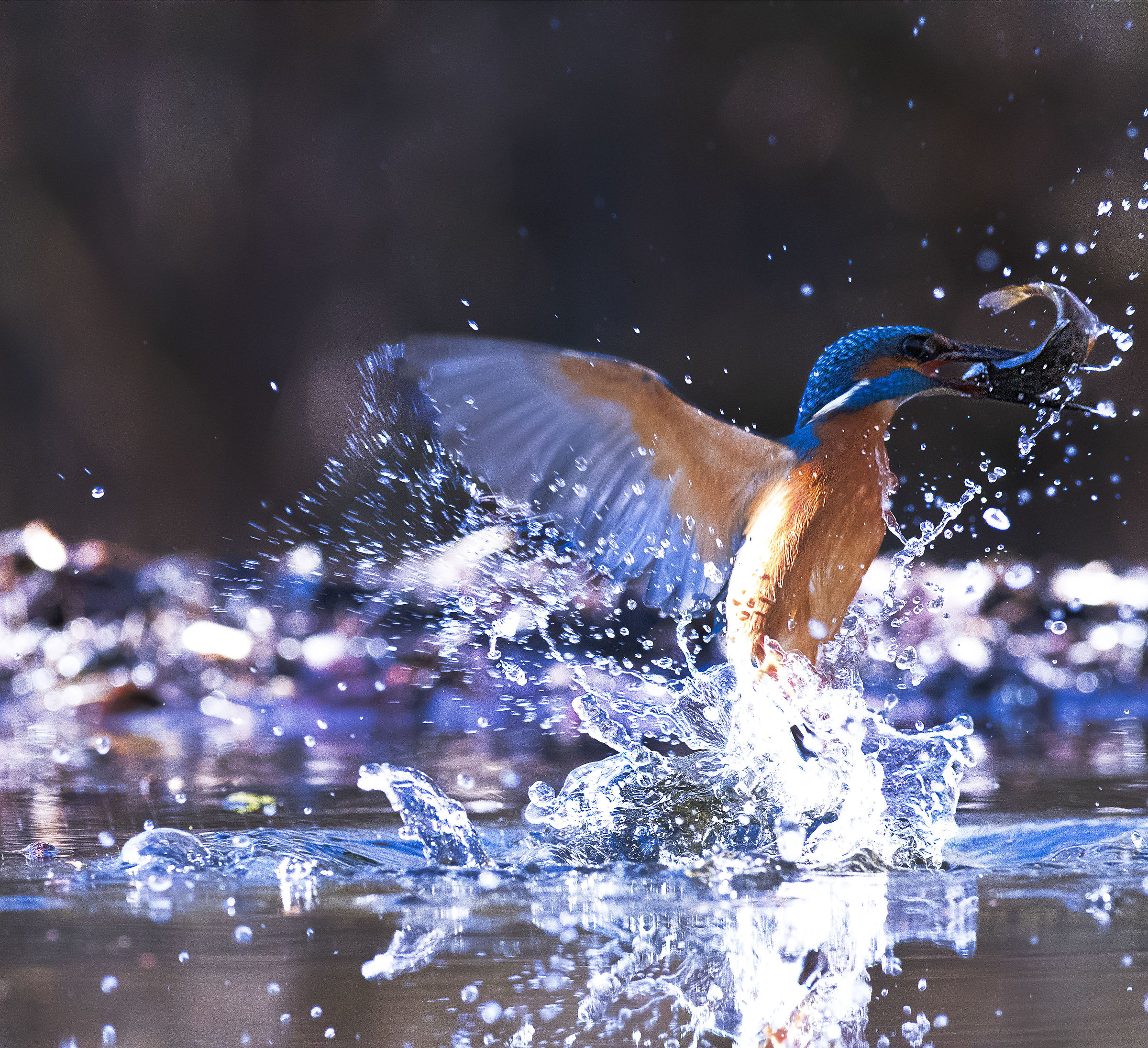 King. Fisher. That's it.