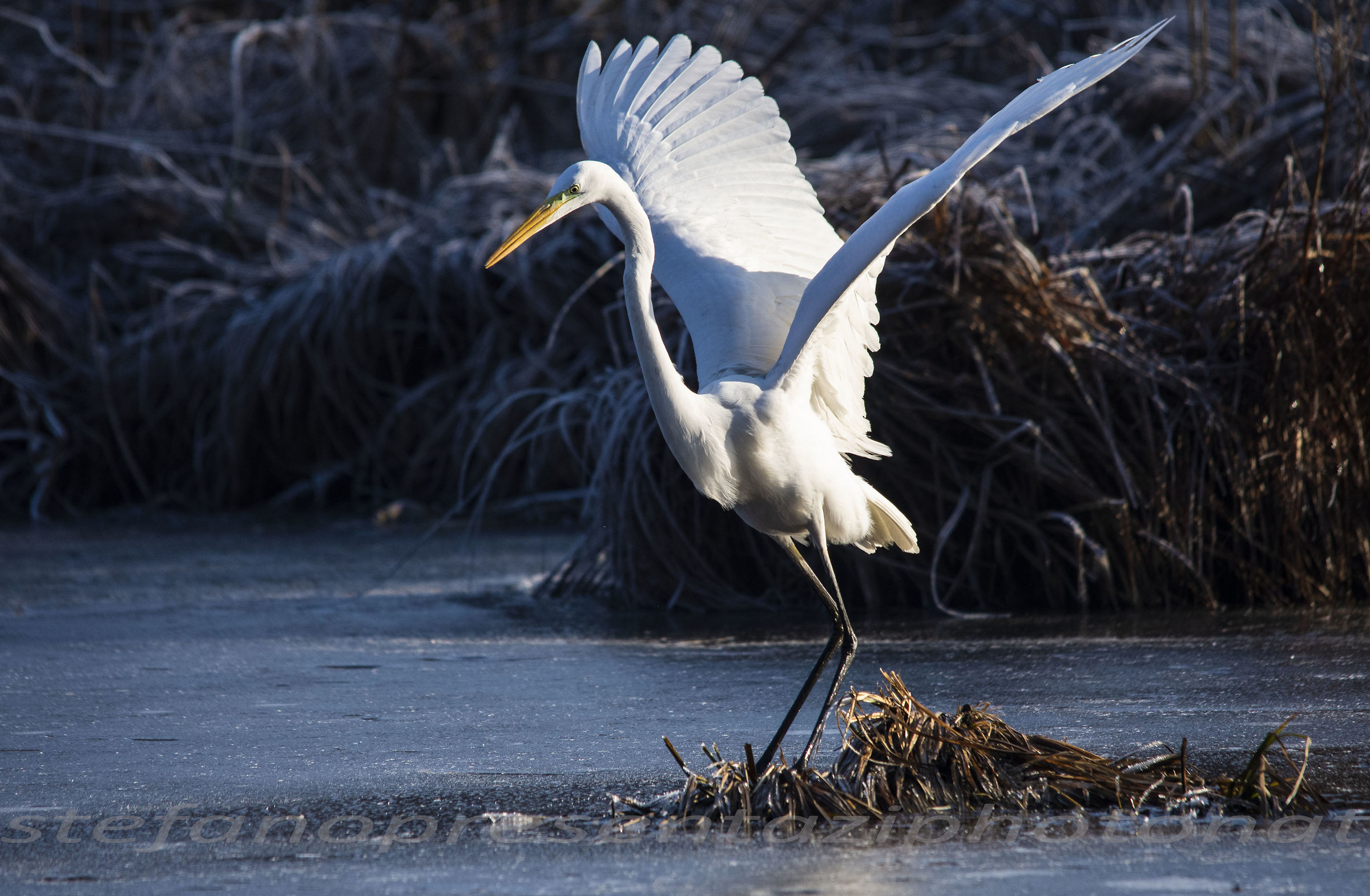 airone bianco maggiore