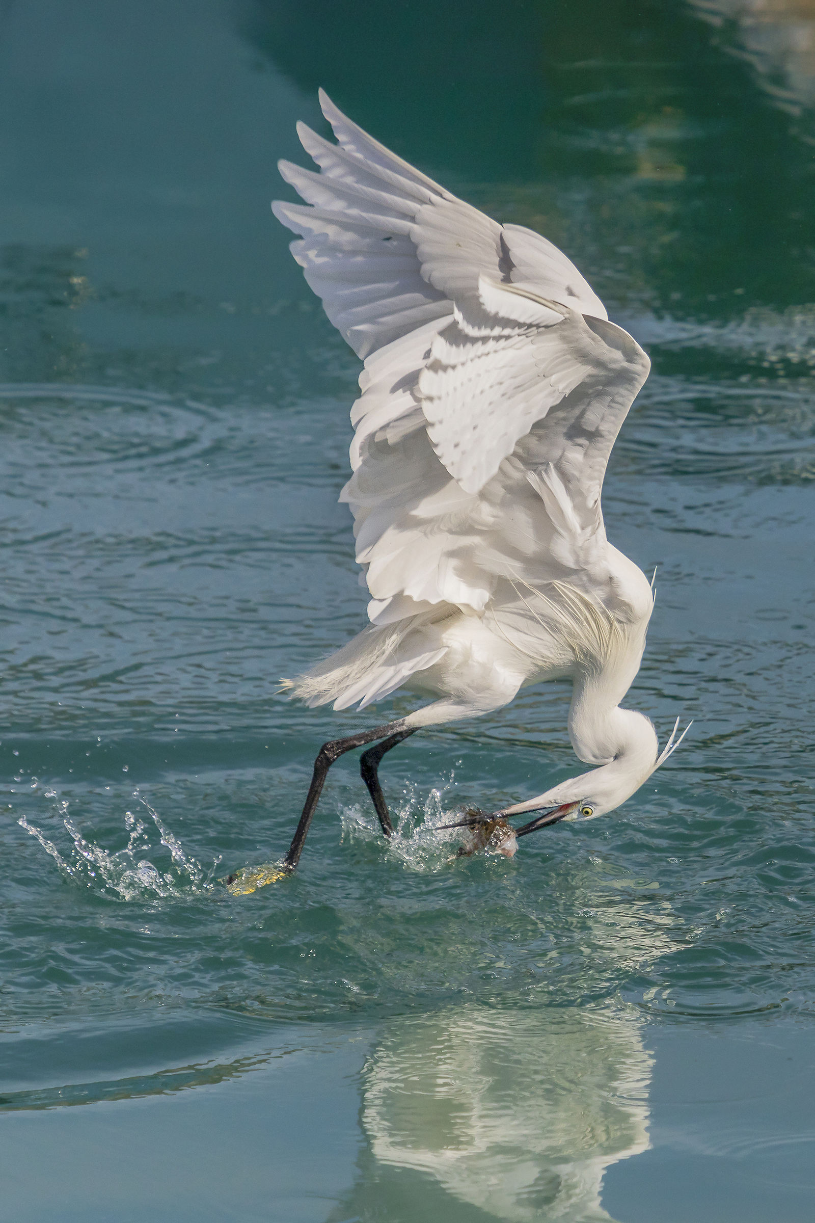 Egretta garzetta a pesca