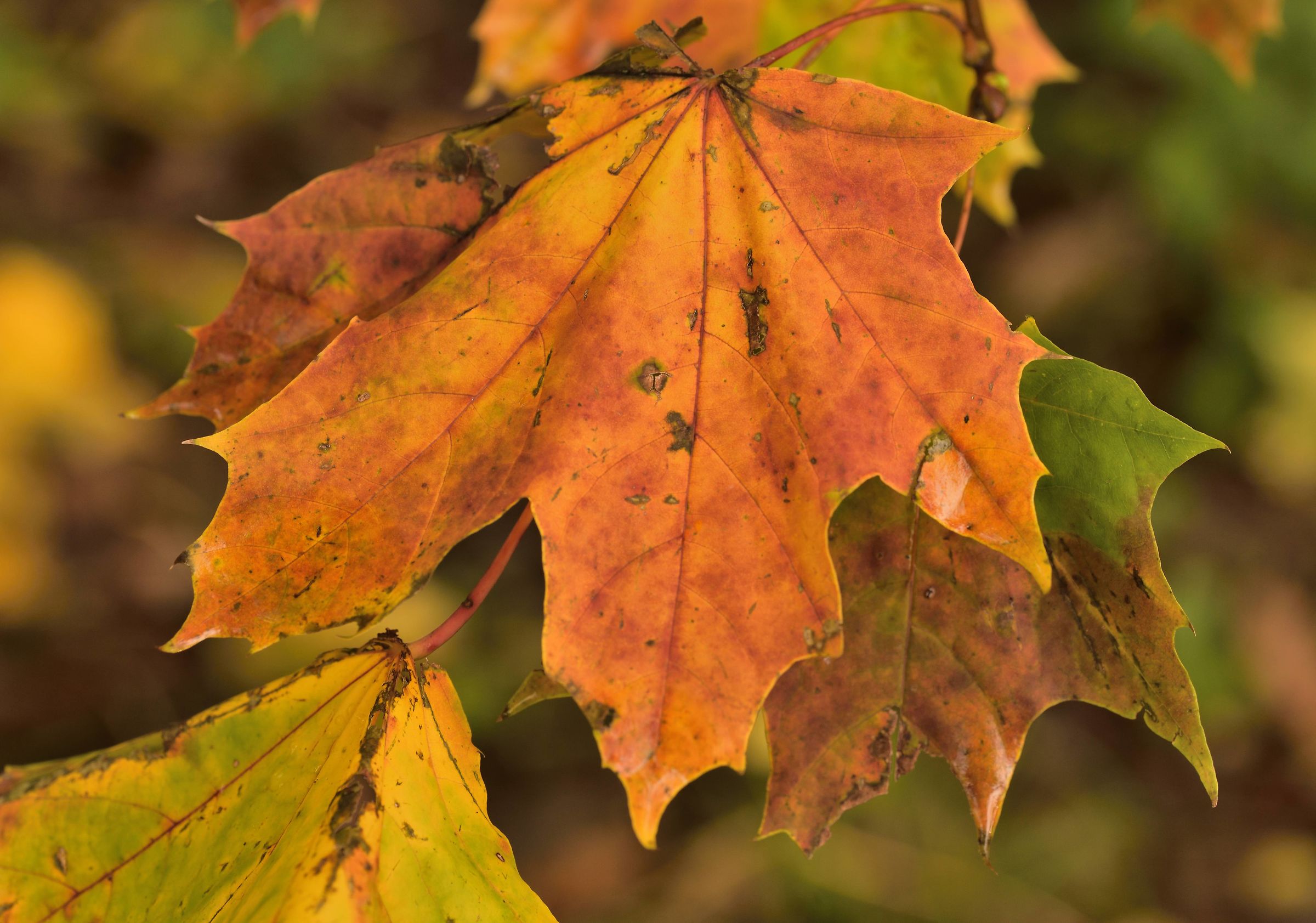 In the park of Villa Badia next to the Abbey