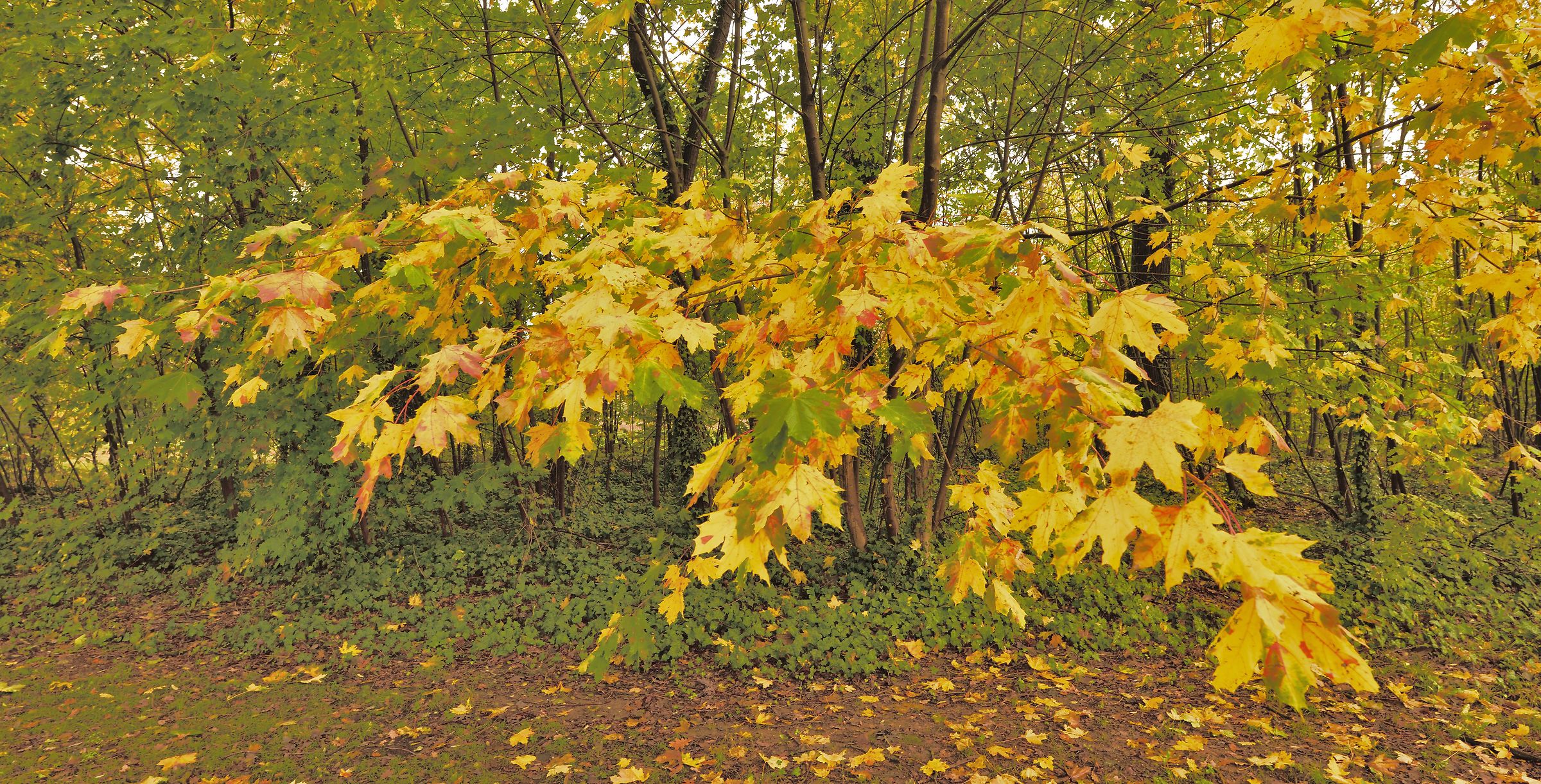 In the park of Villa Badia next to the Abbey