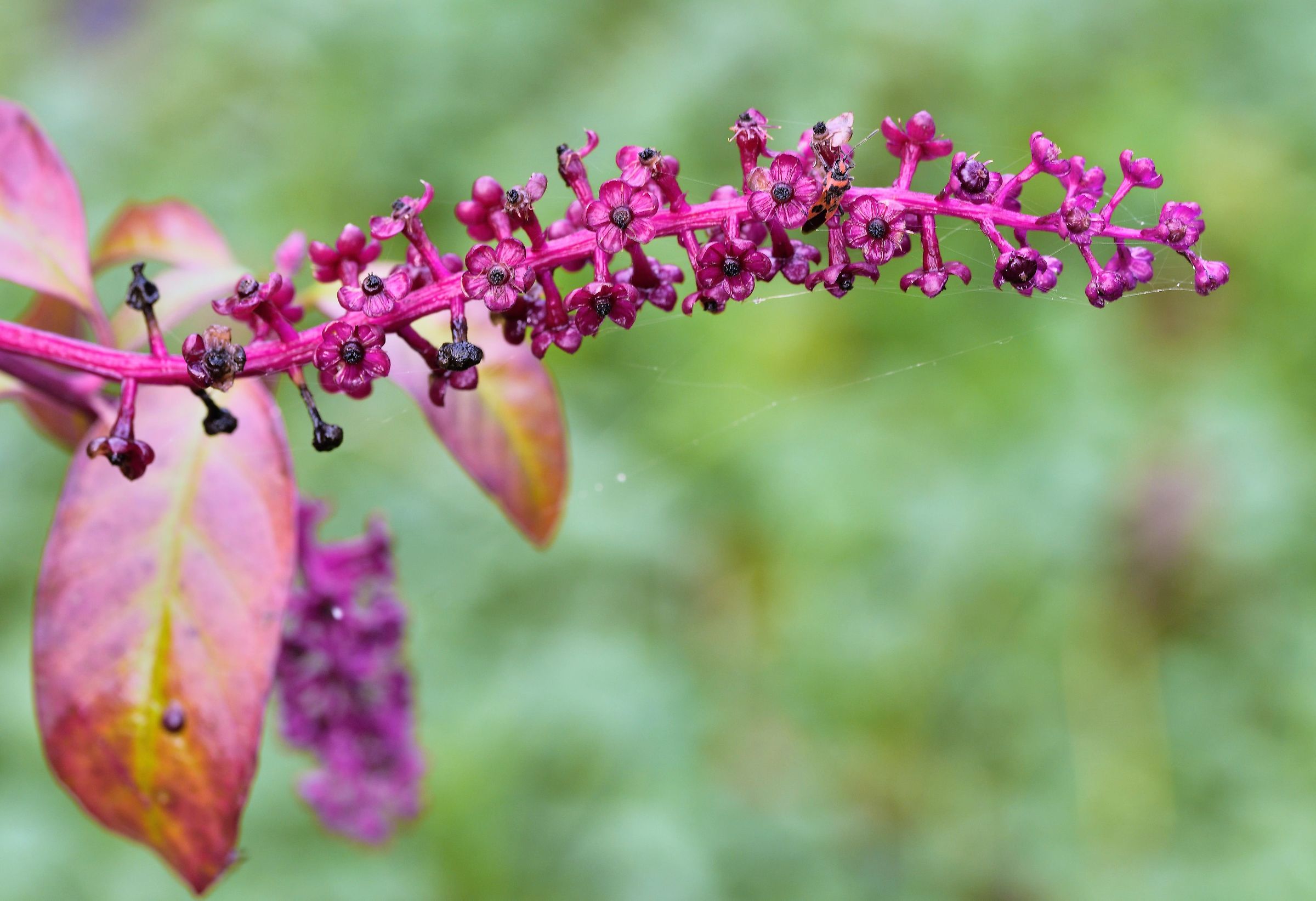 In the park of Villa Badia next to the Abbey