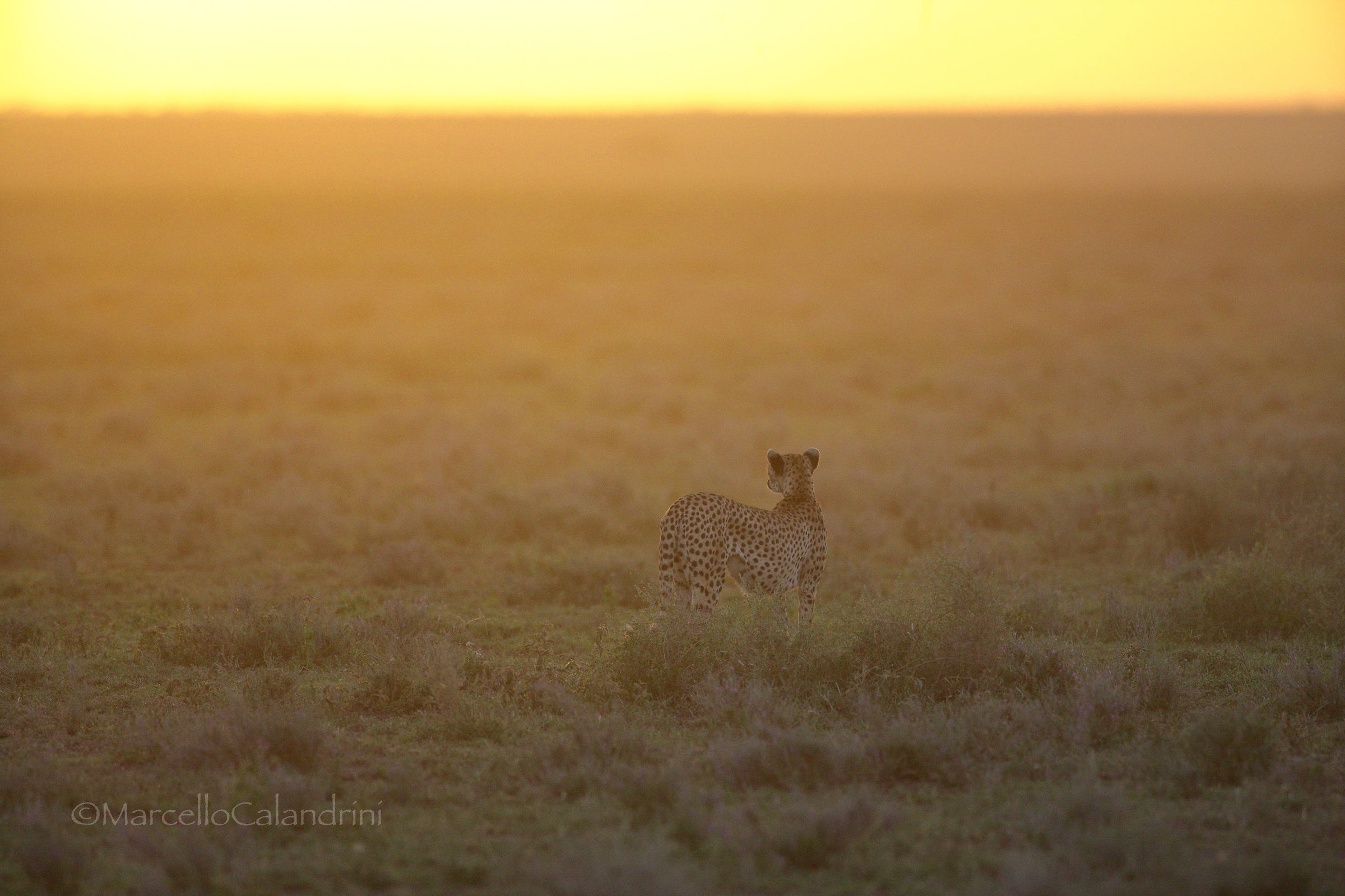 Alone in the evening
