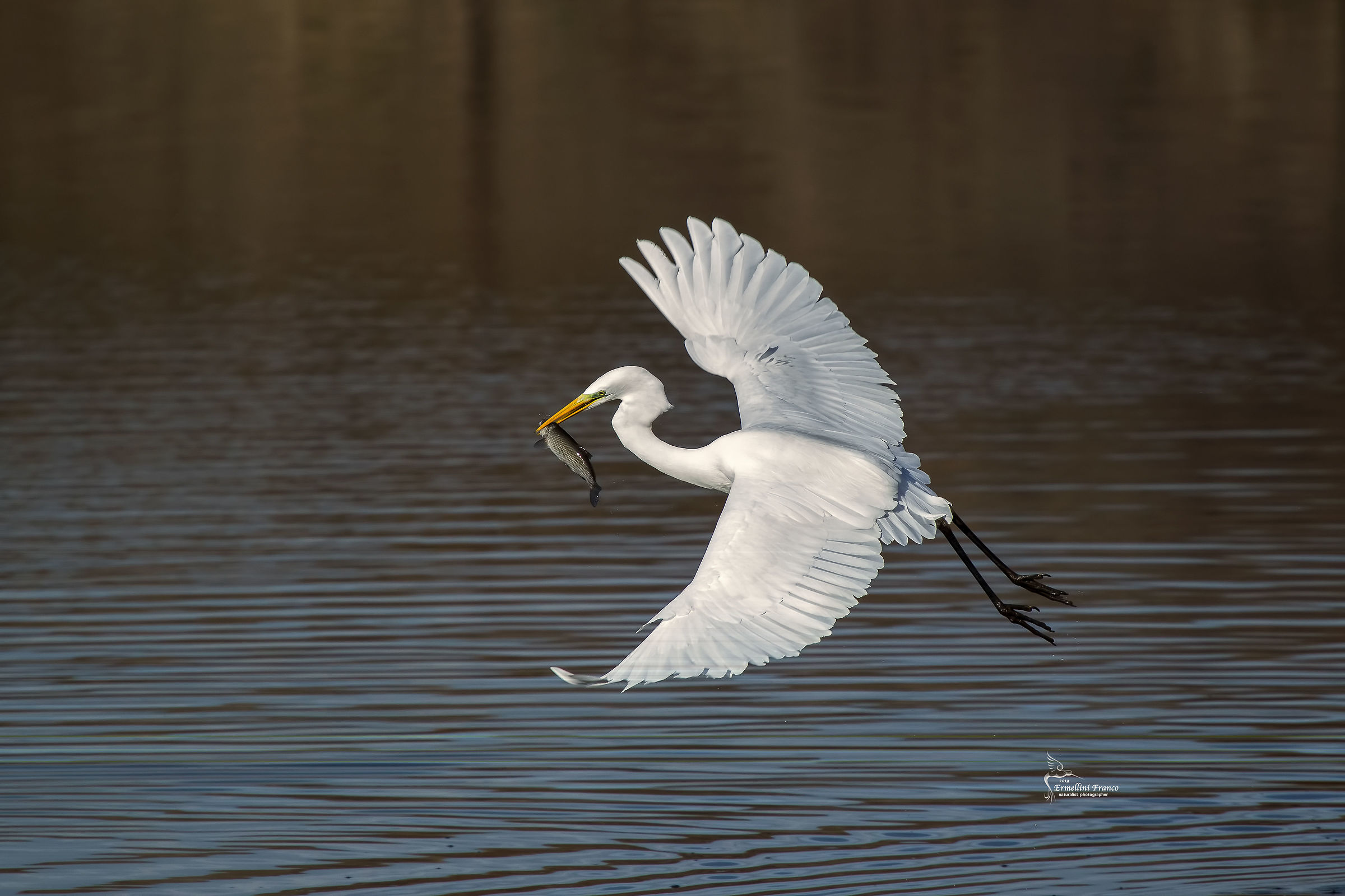 Greater White Heron
