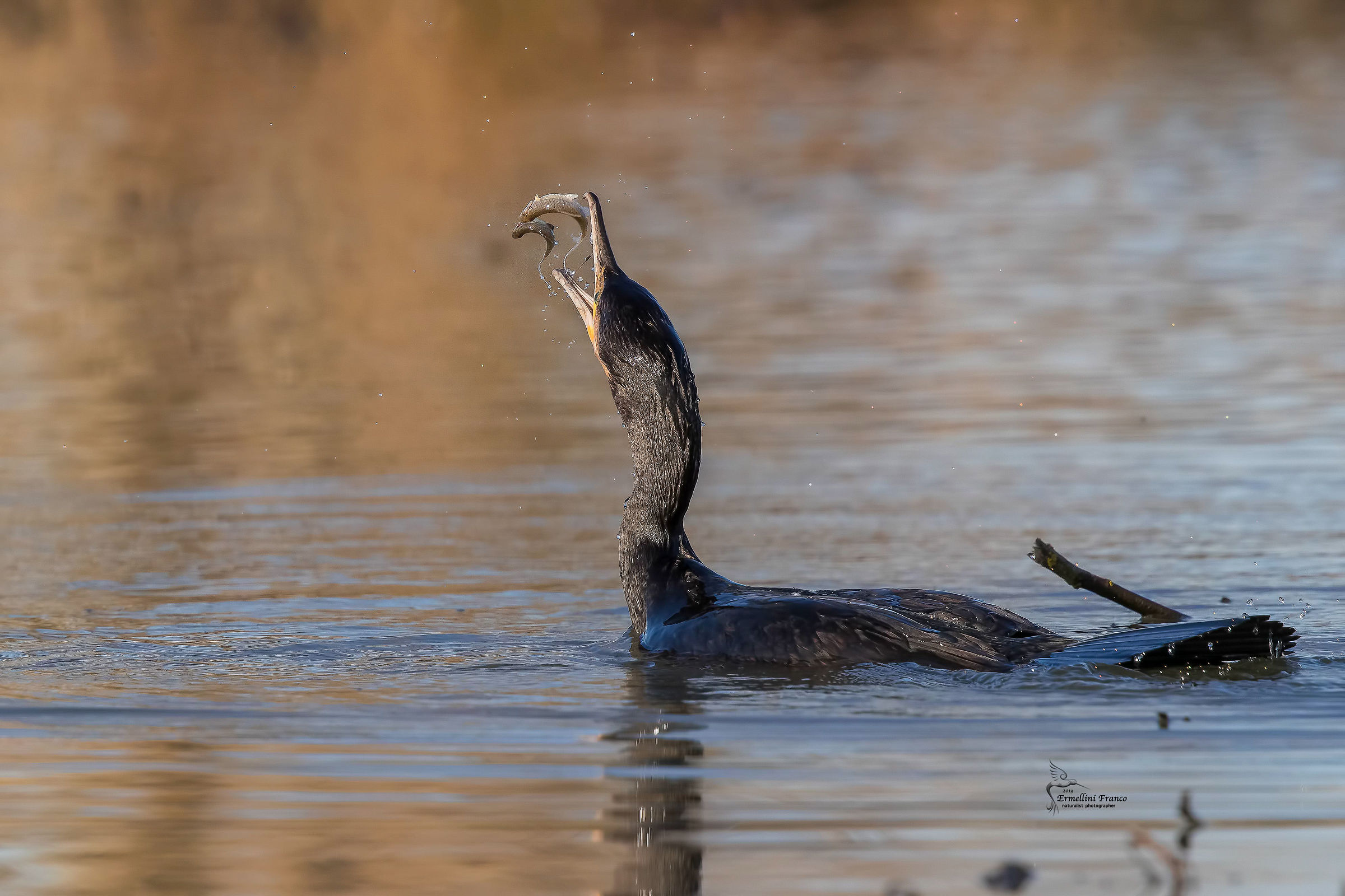 Cormorano giocoliere