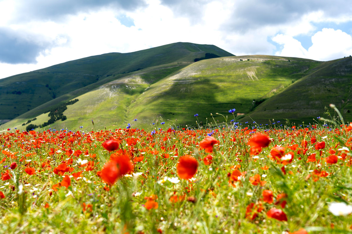 Red poppies...