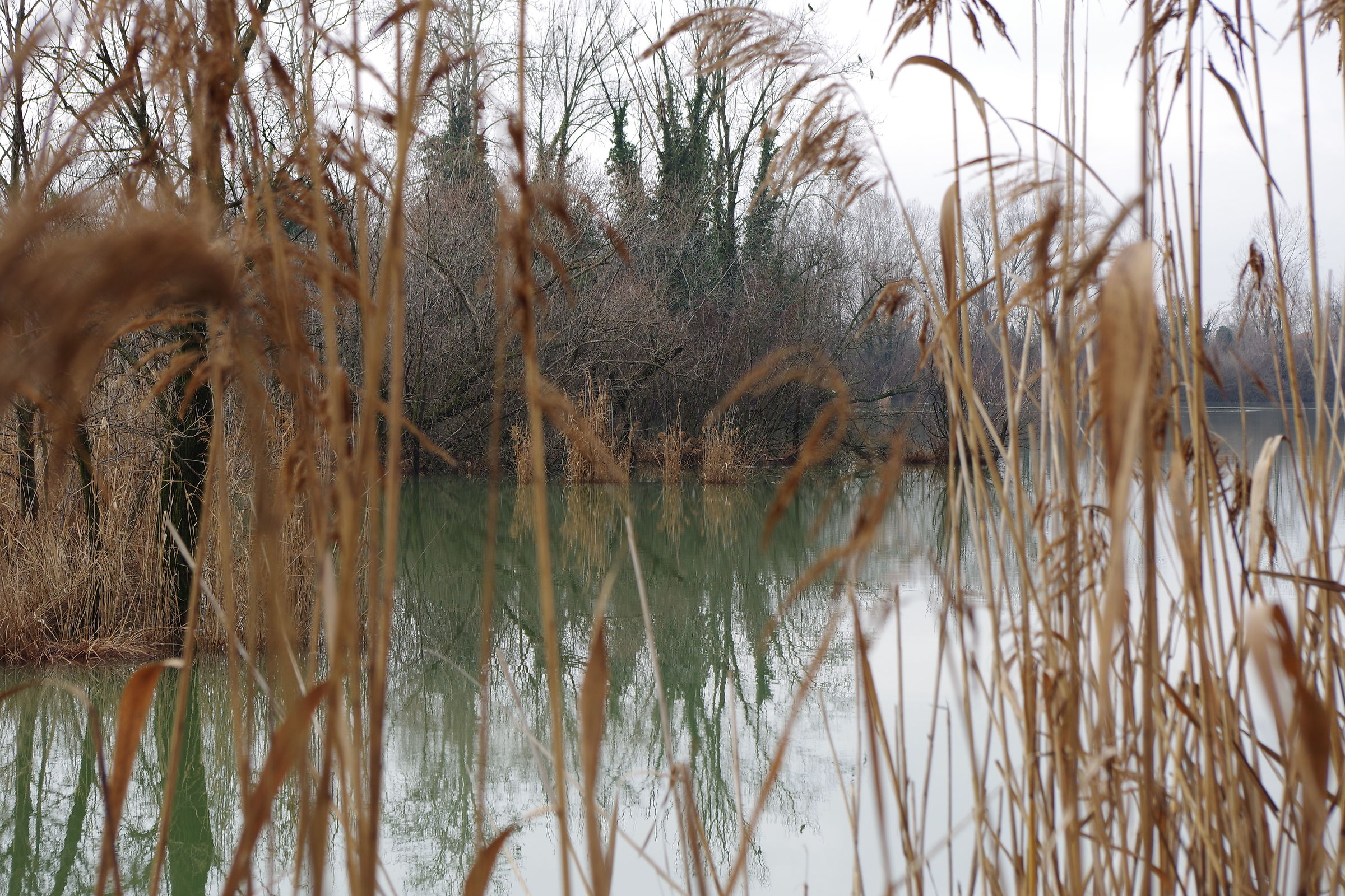 The lake beyond the reed beds