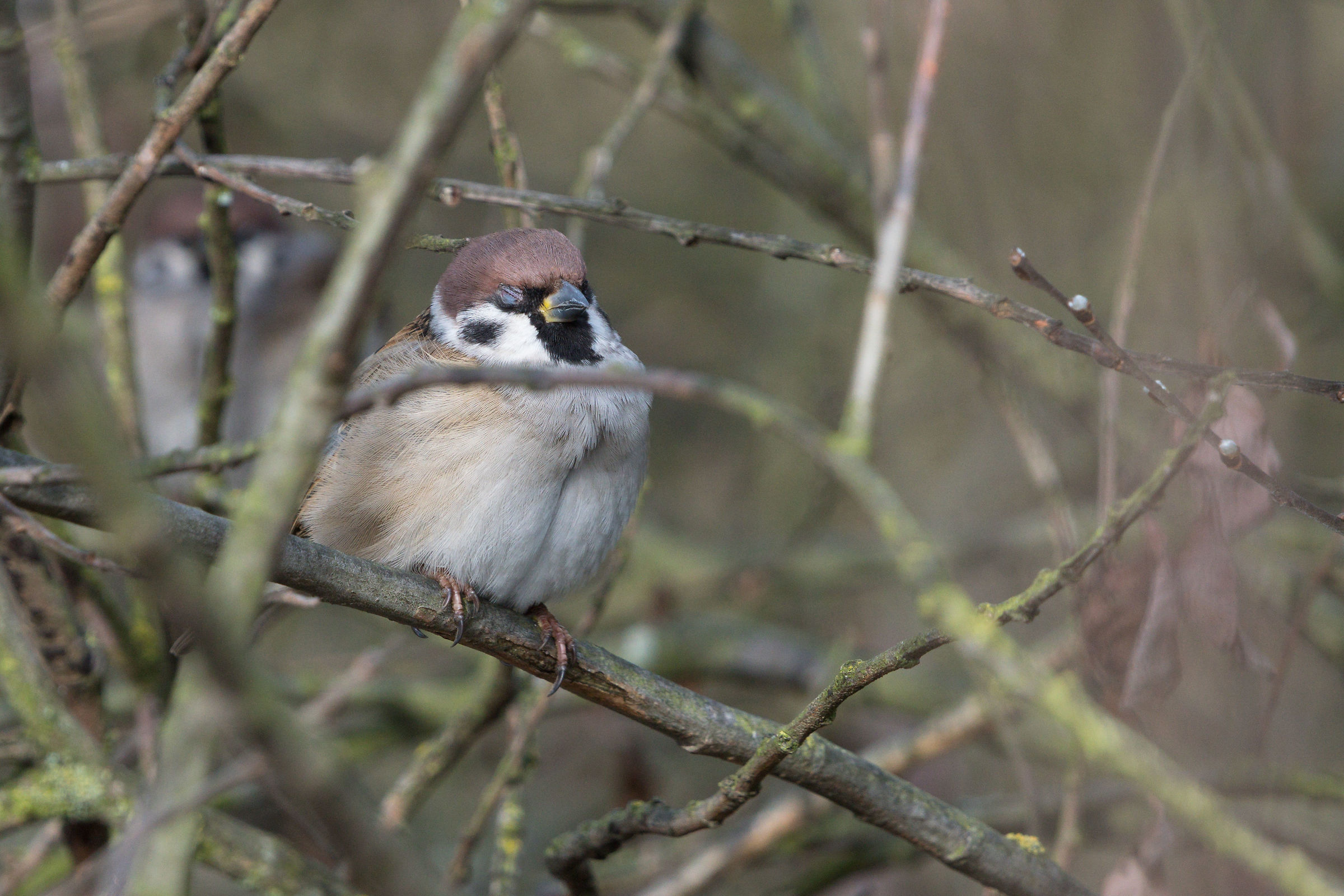 Eurasian tree sparrow (Passer montanus)
