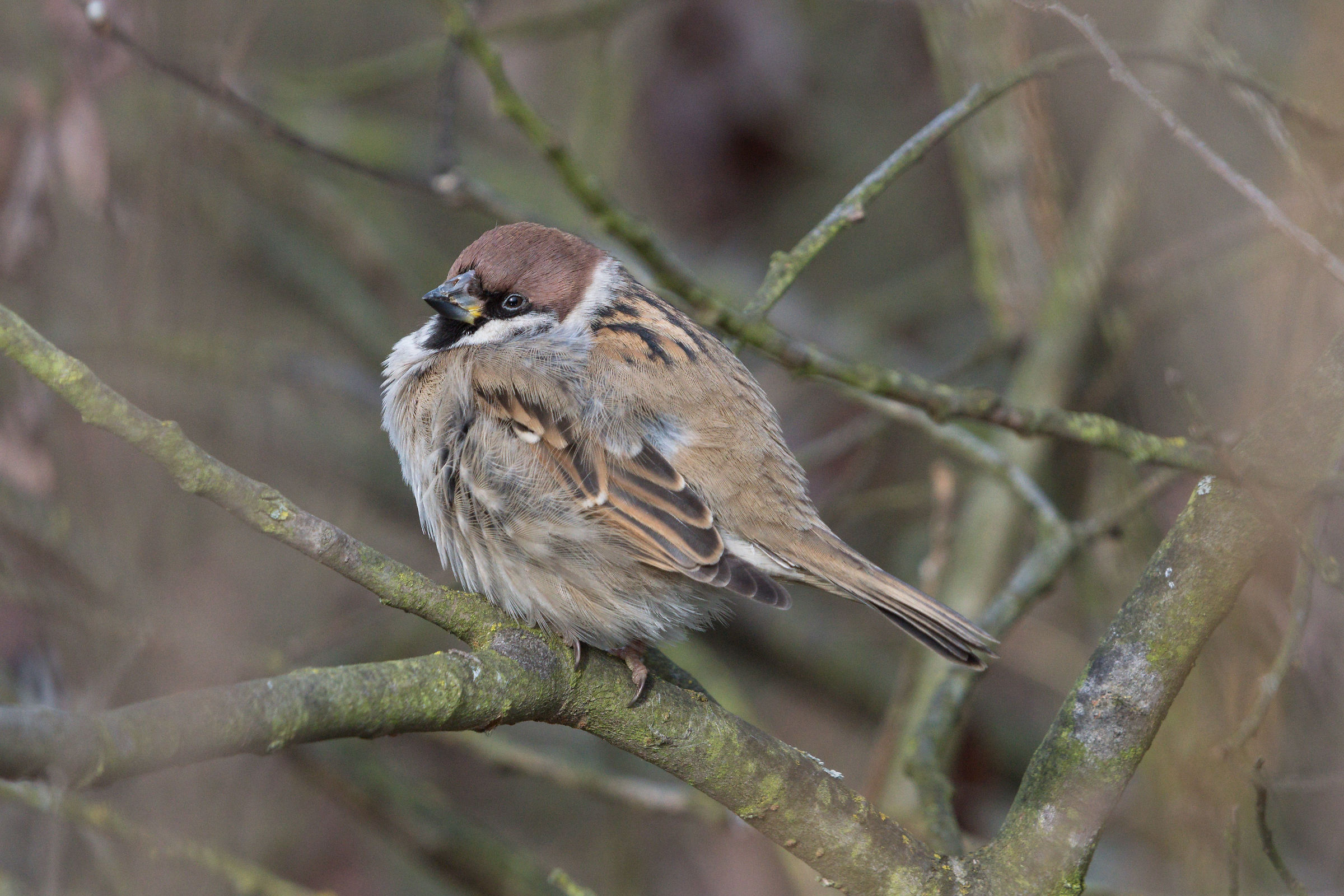 Eurasian tree sparrow (Passer montanus)