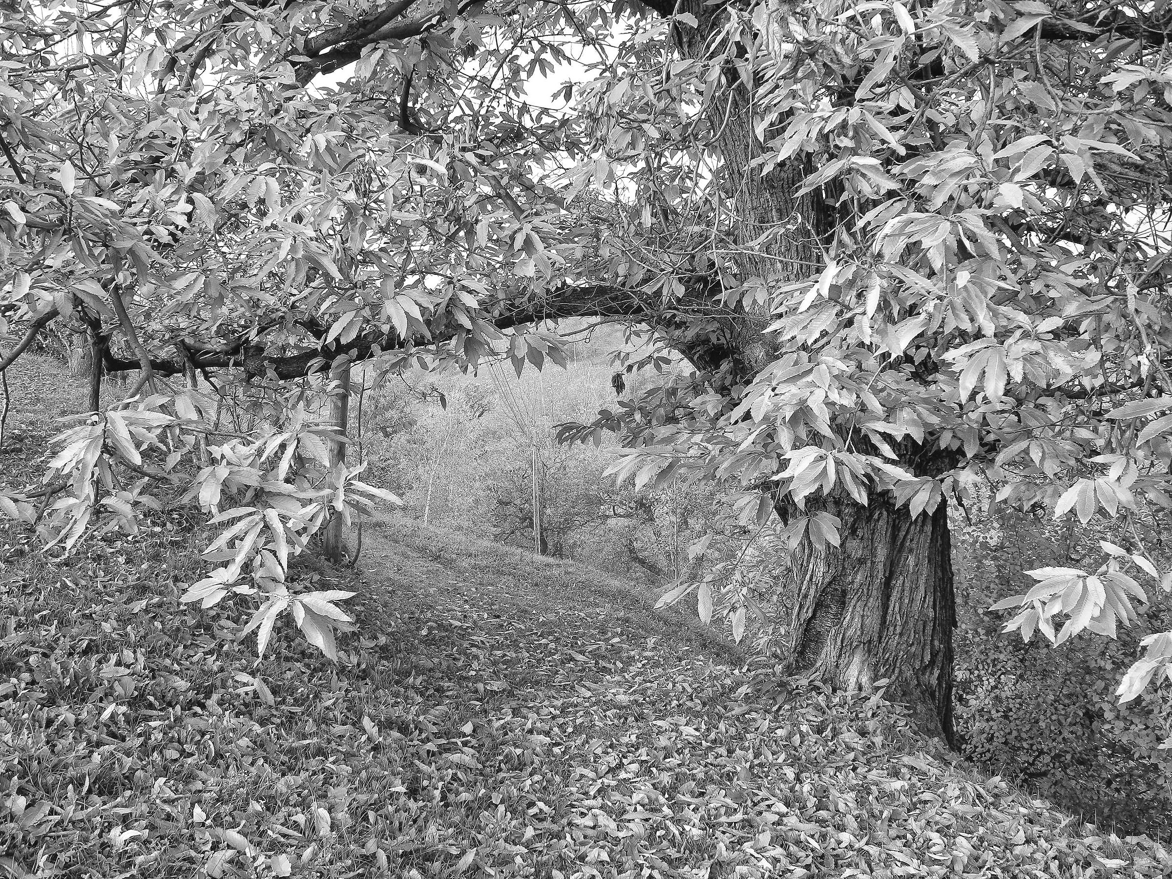 il vecchio castagno in autunno