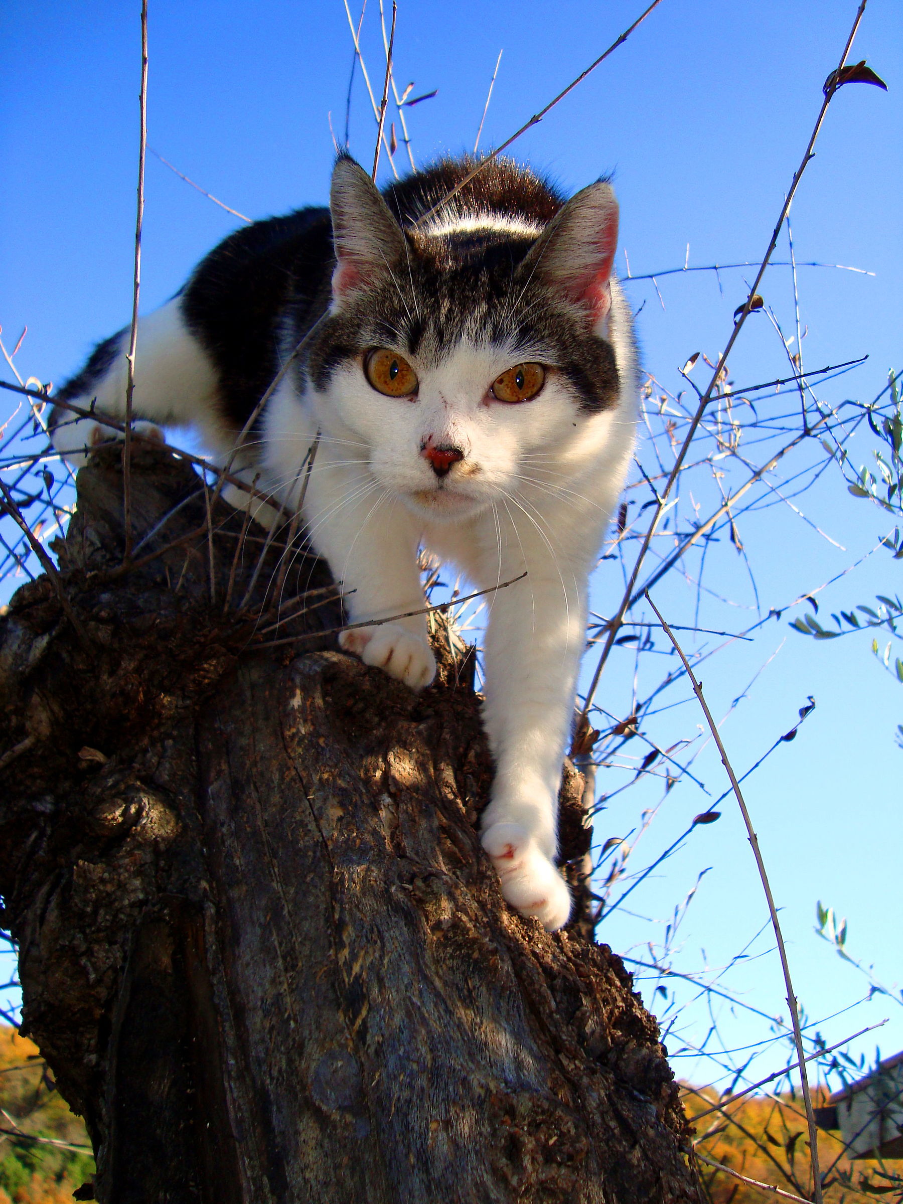 Cat on Tree