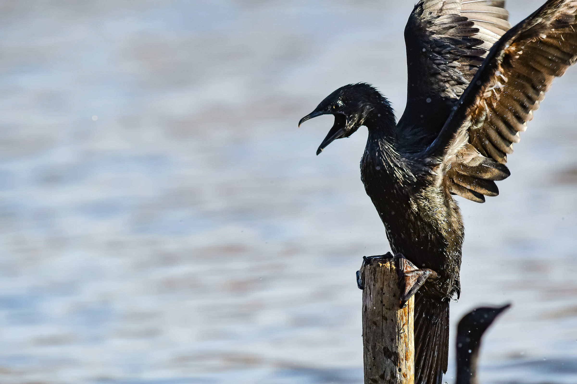 Marangone minore urlante