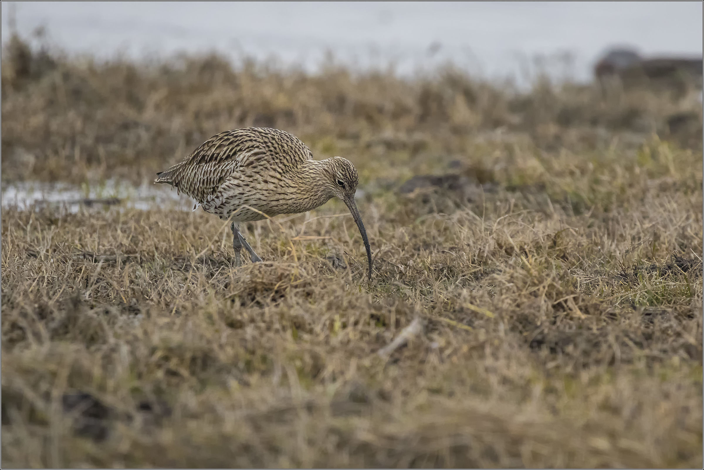 Curlew