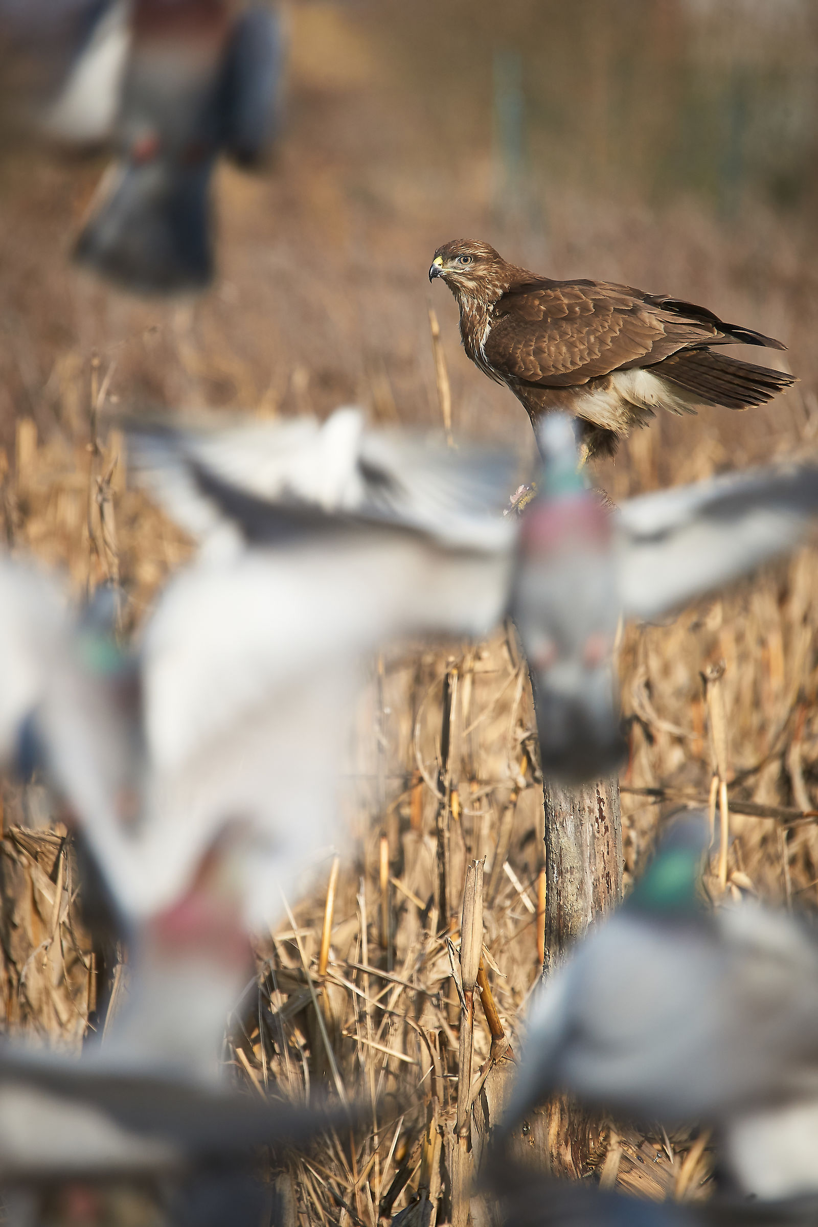 In the general bogeyman...