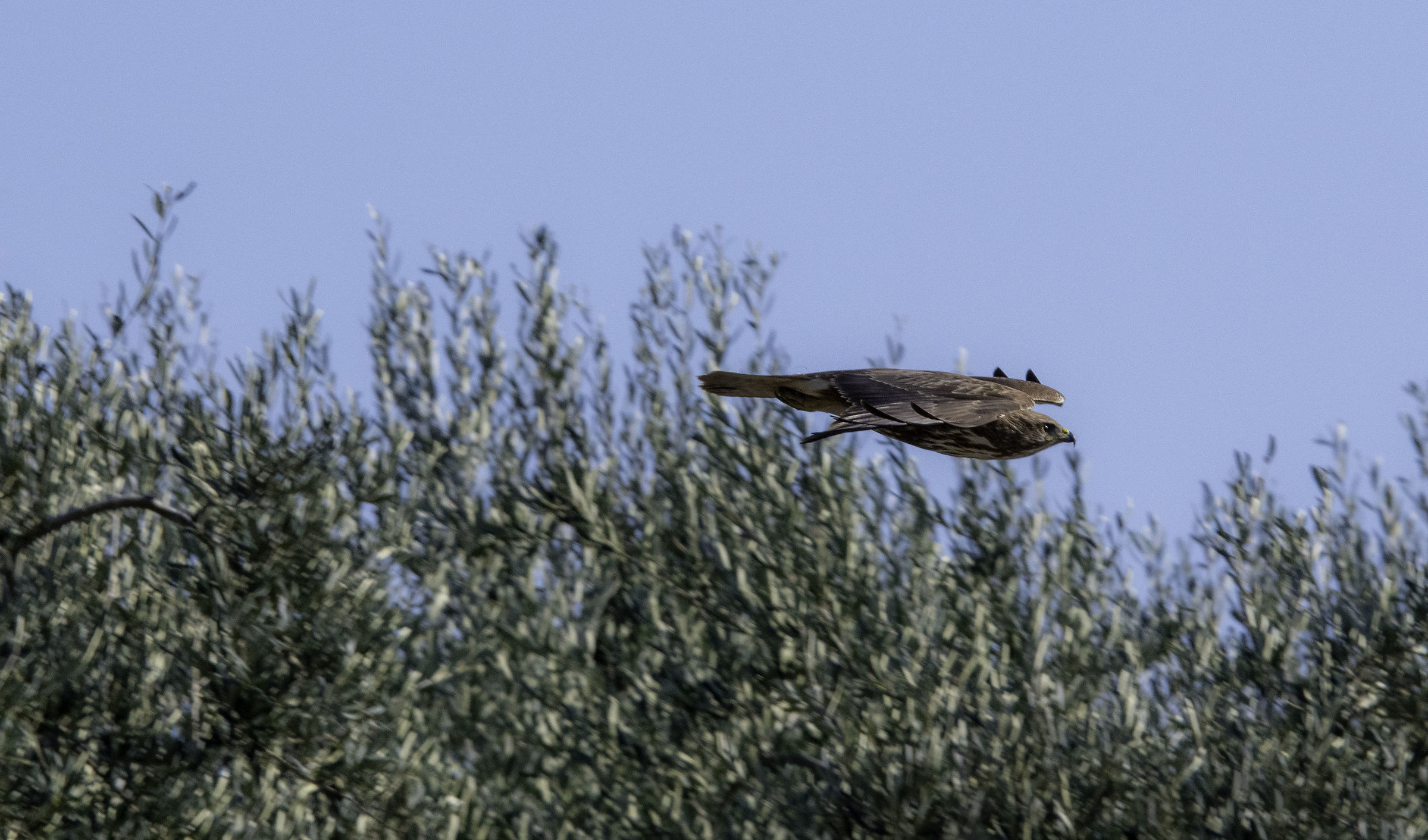 Falco in volo radente