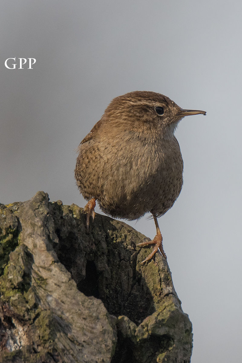 Wren