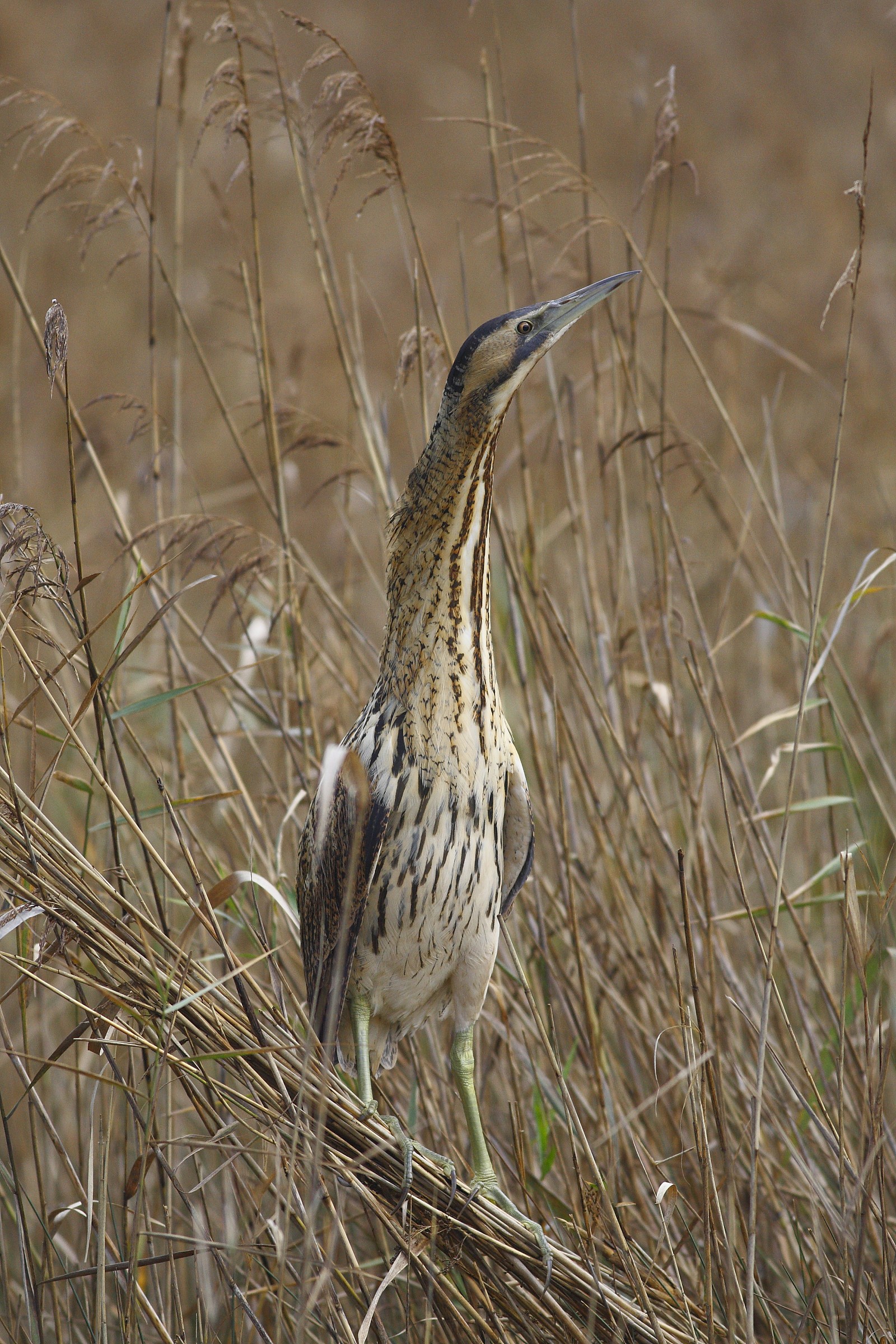 Bittern