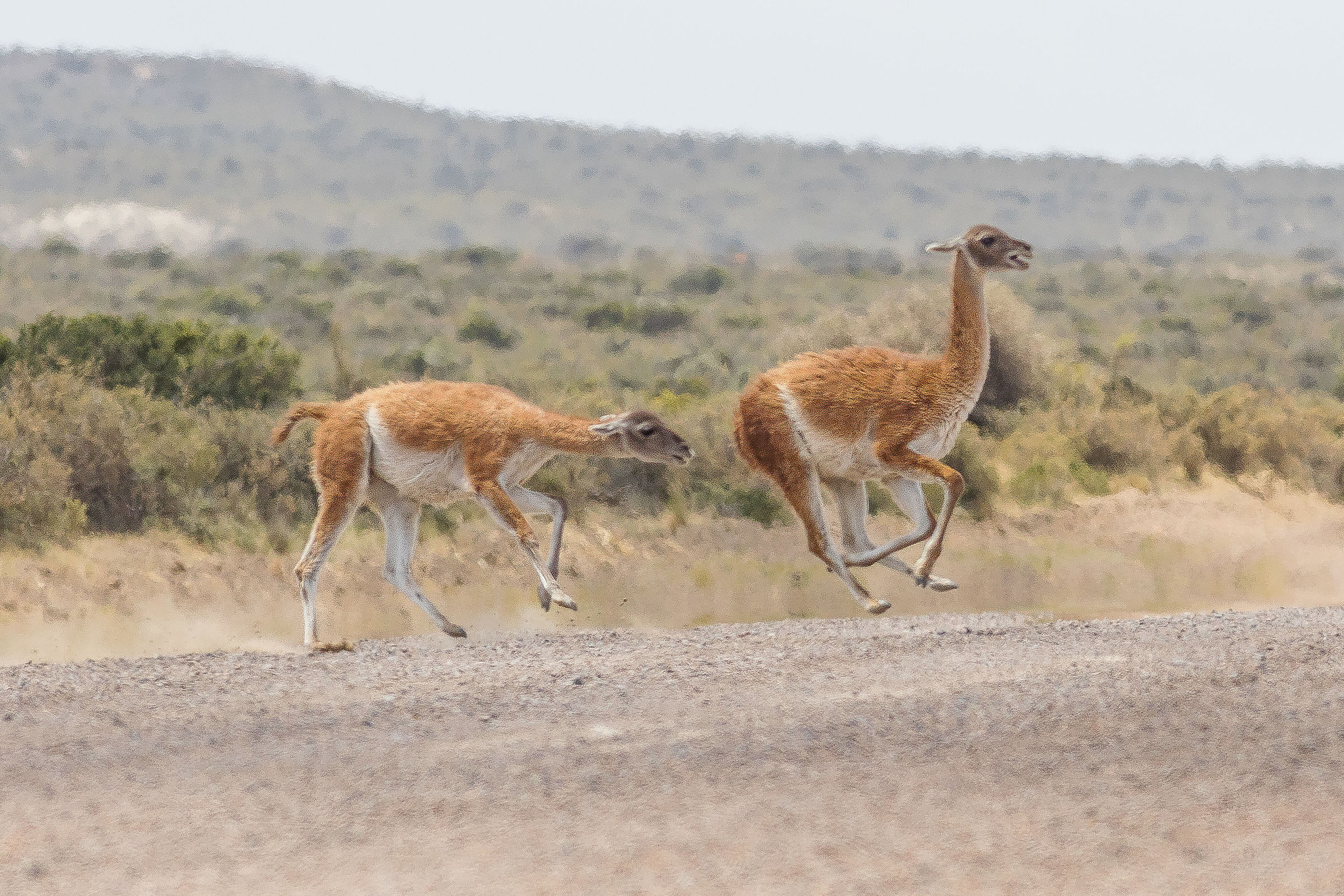 Guanaco (Lama guanicoe) - Animales Sueltos