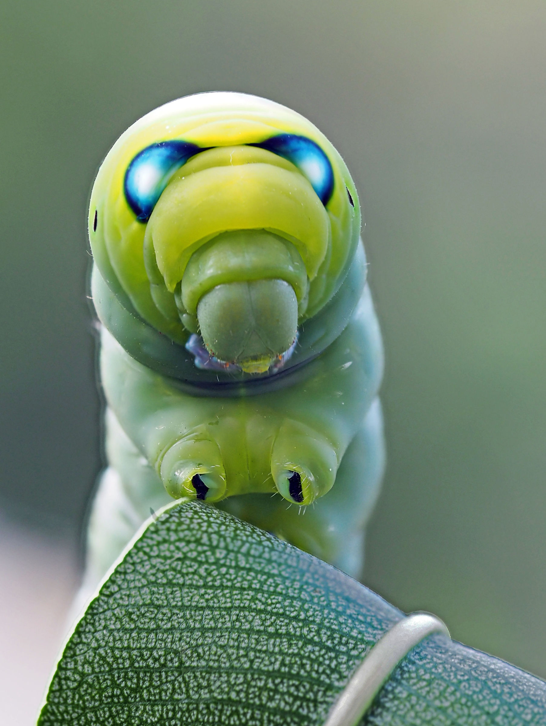 Oleander Sphinx