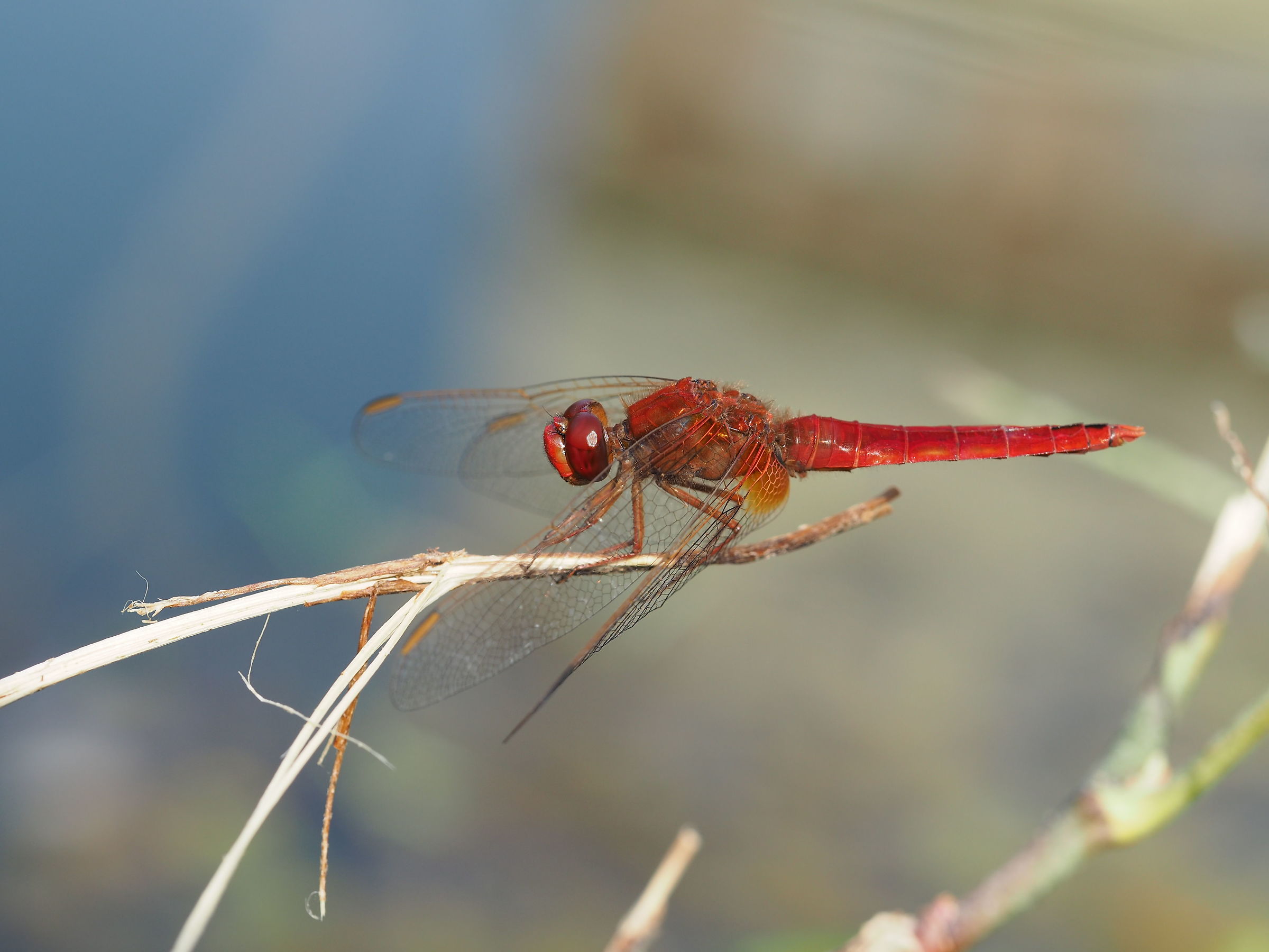 Libellula rossa