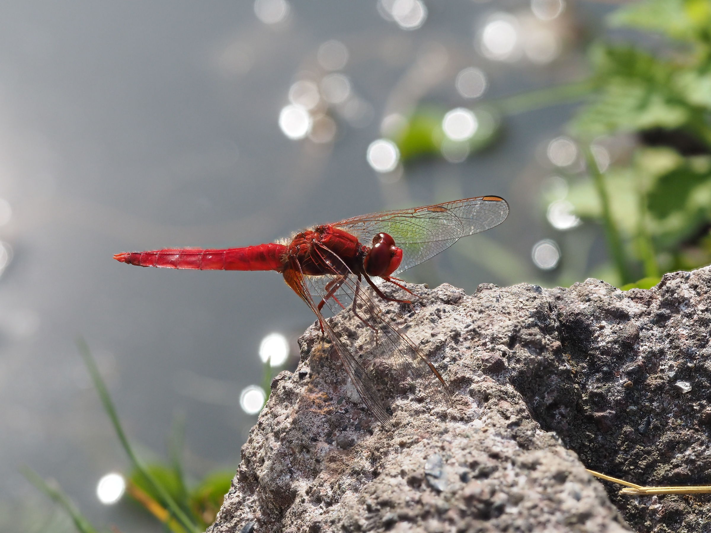 Red Dragonfly