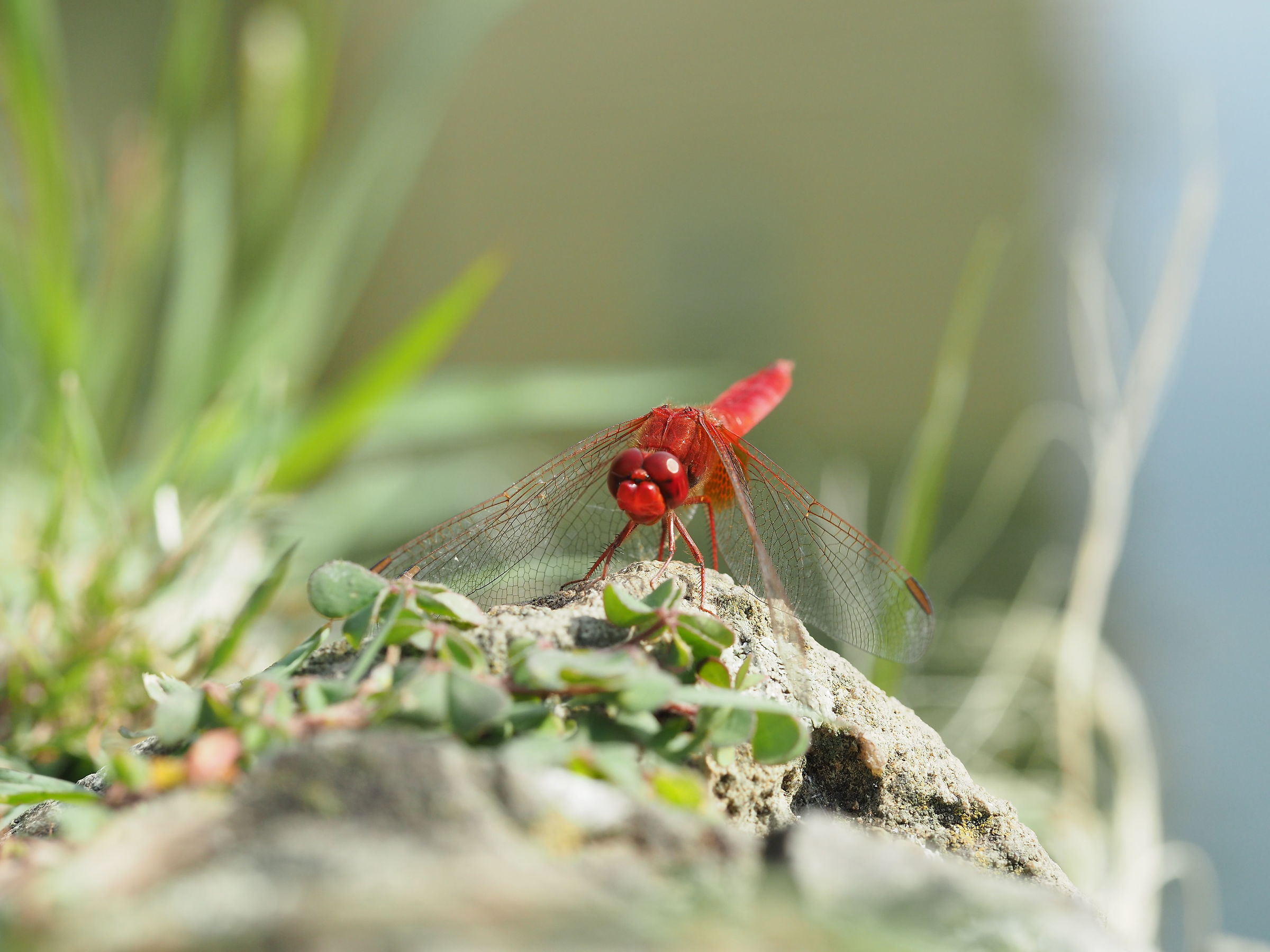 Red Dragonfly