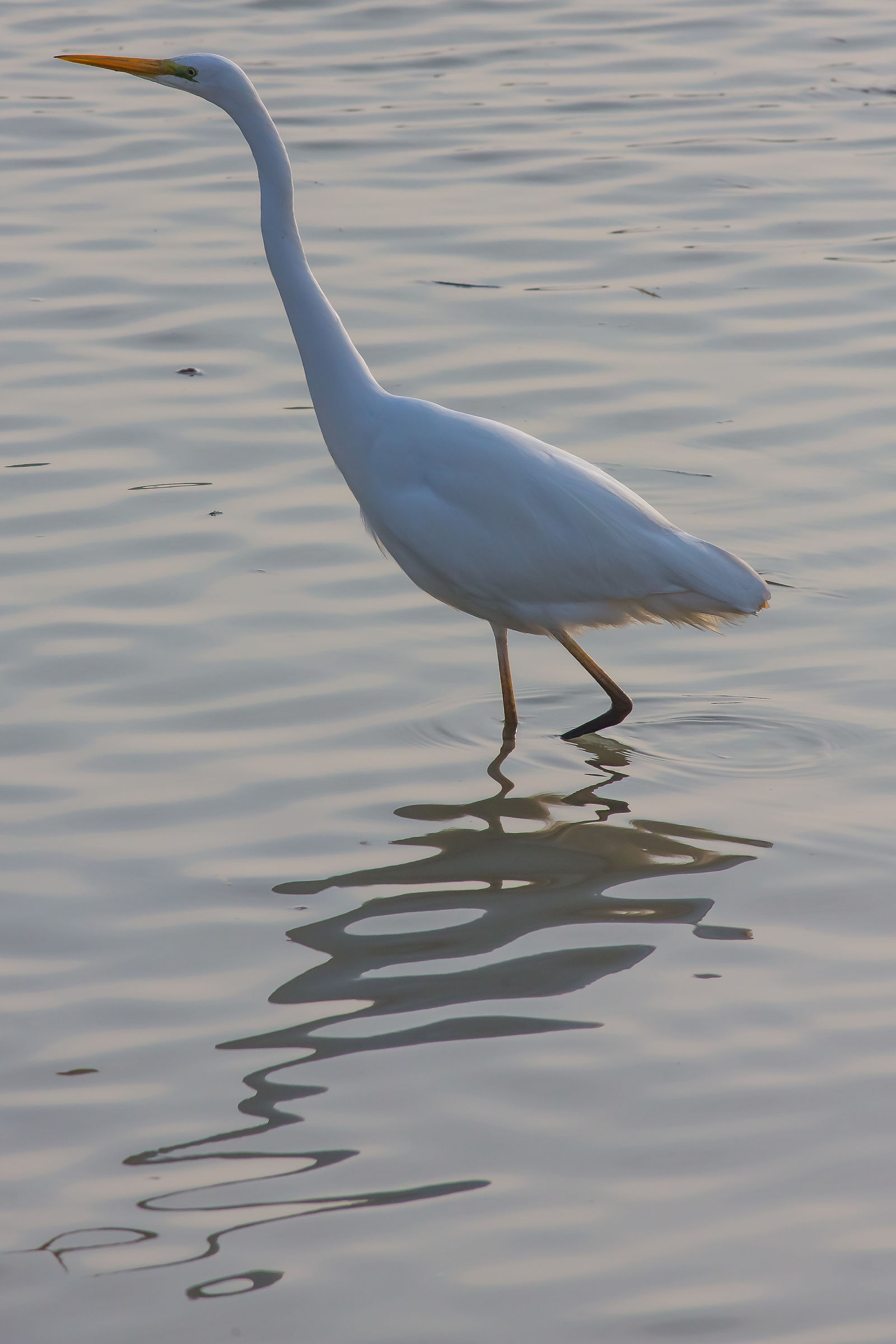 uccello senza nome 3