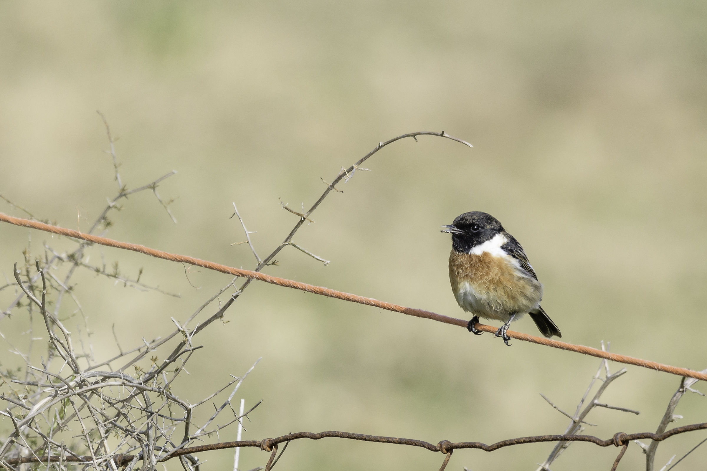 Stonechat