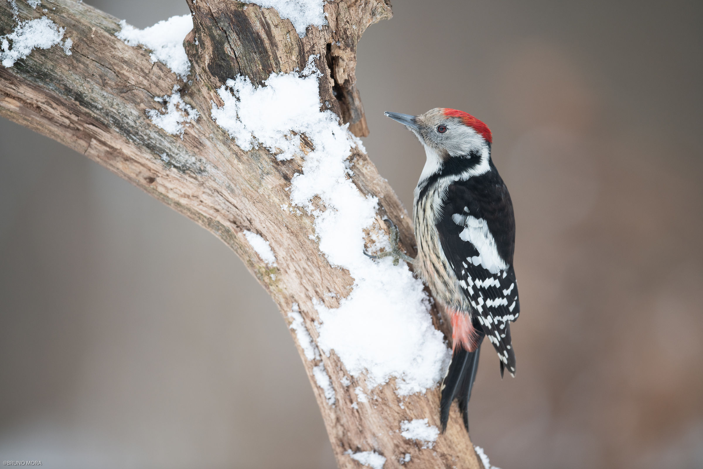 Half-Red woodpeckers