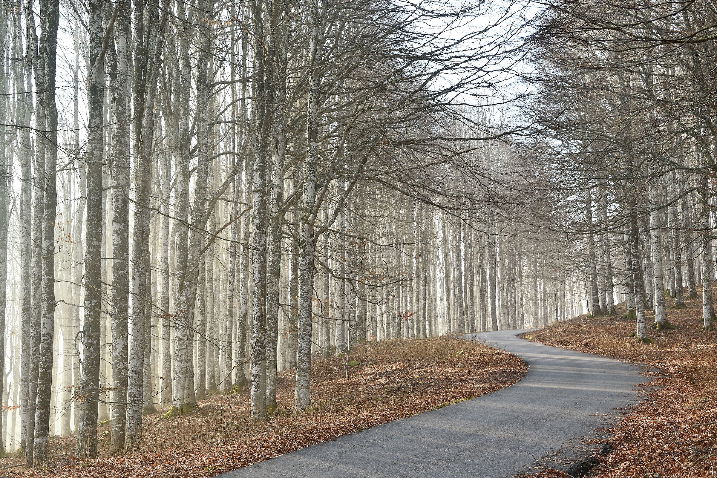 The road in Beech Forest