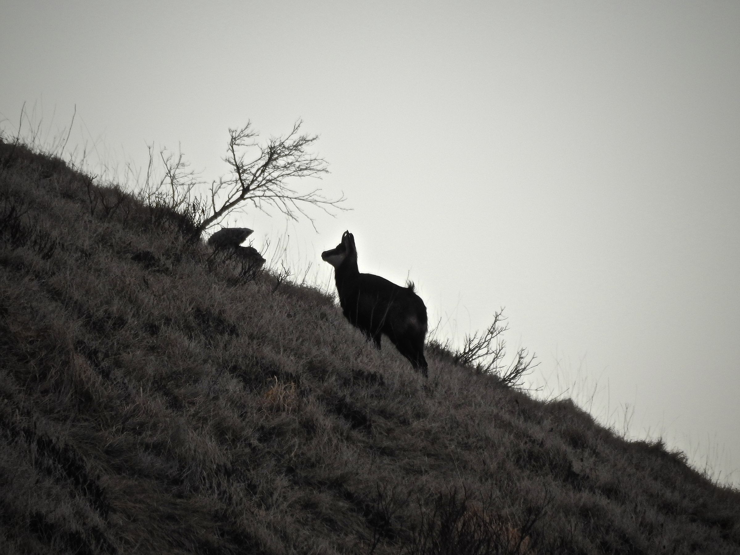 Camoscio (Resegone Lecco)