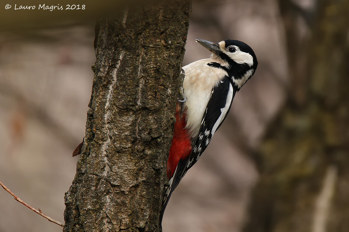 Picchio rosso maggiore