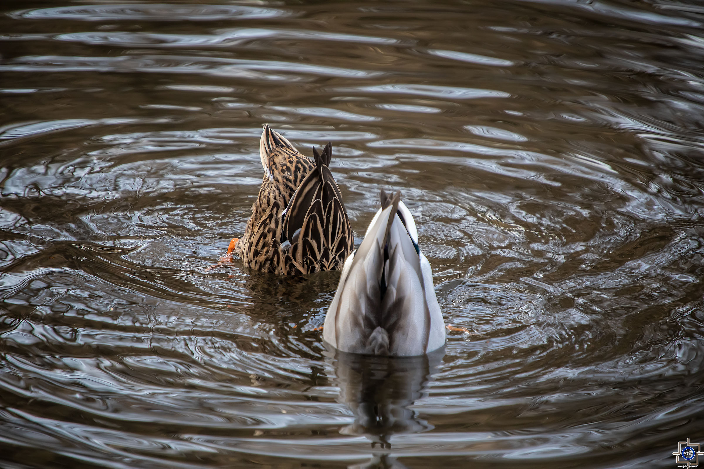 Ci de vessere qualcosa di molto interessante