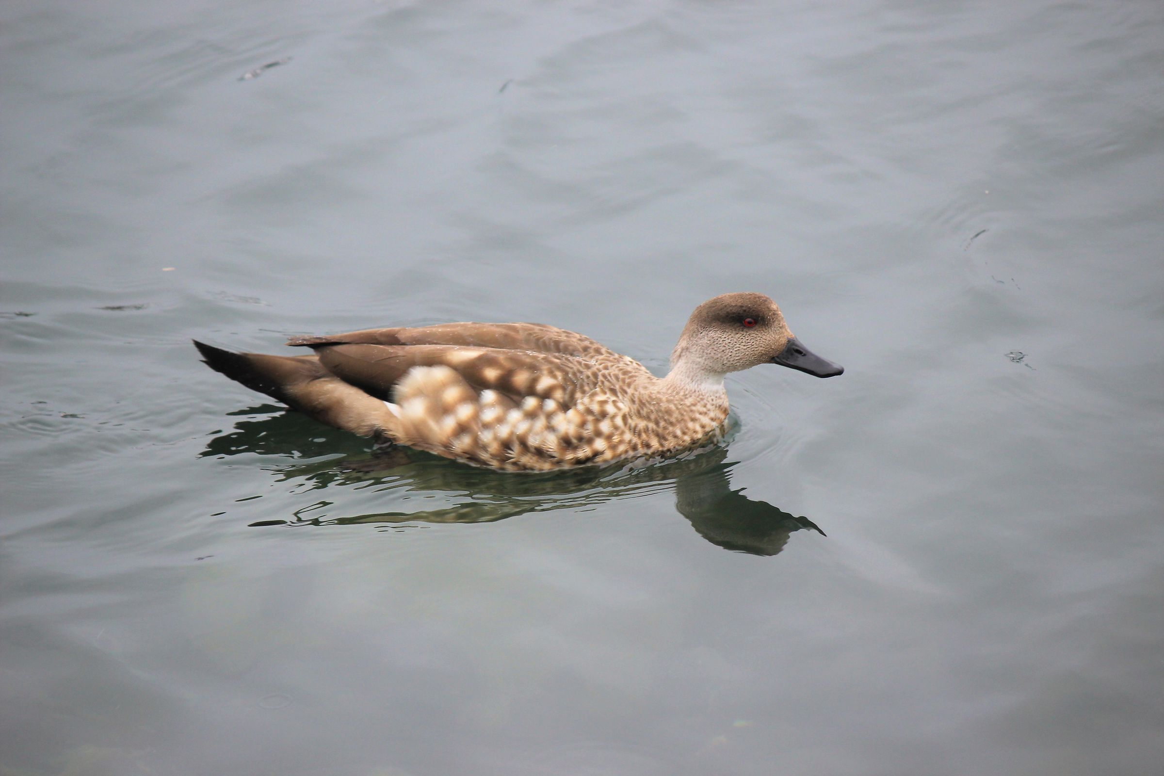 Crested Duck