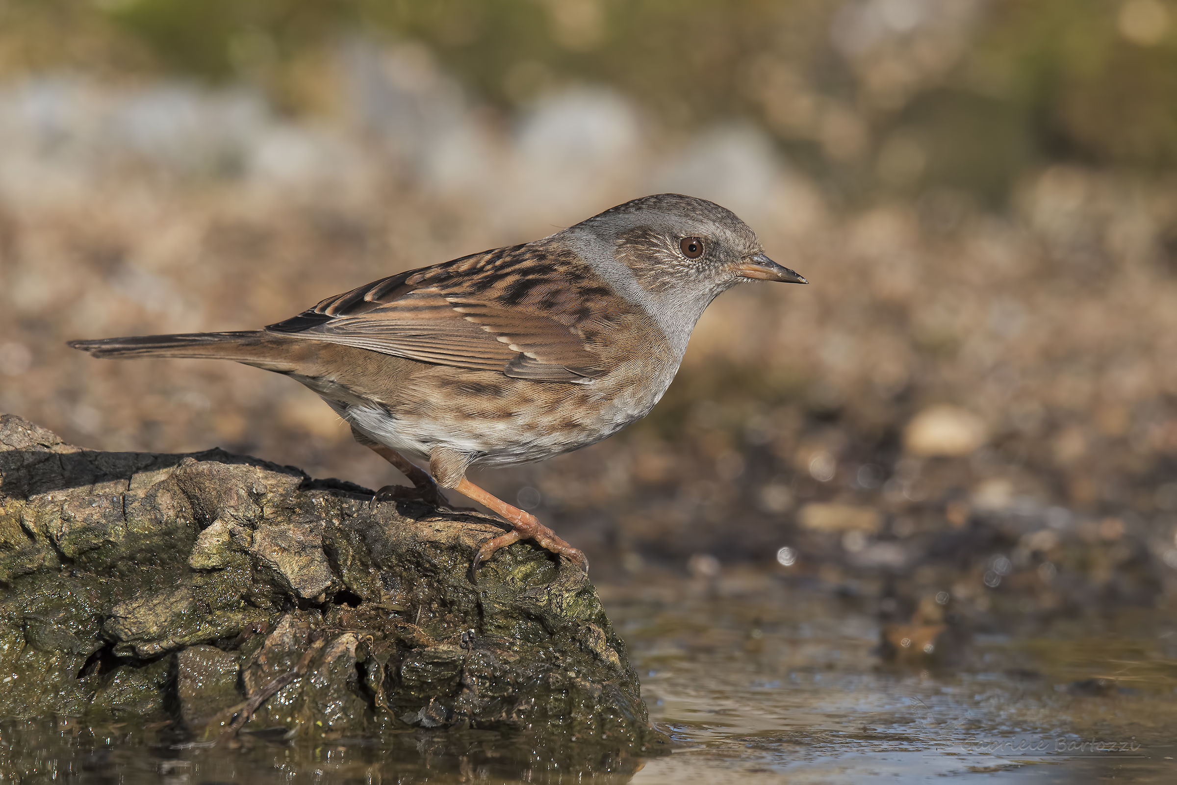 Passera Dunnock