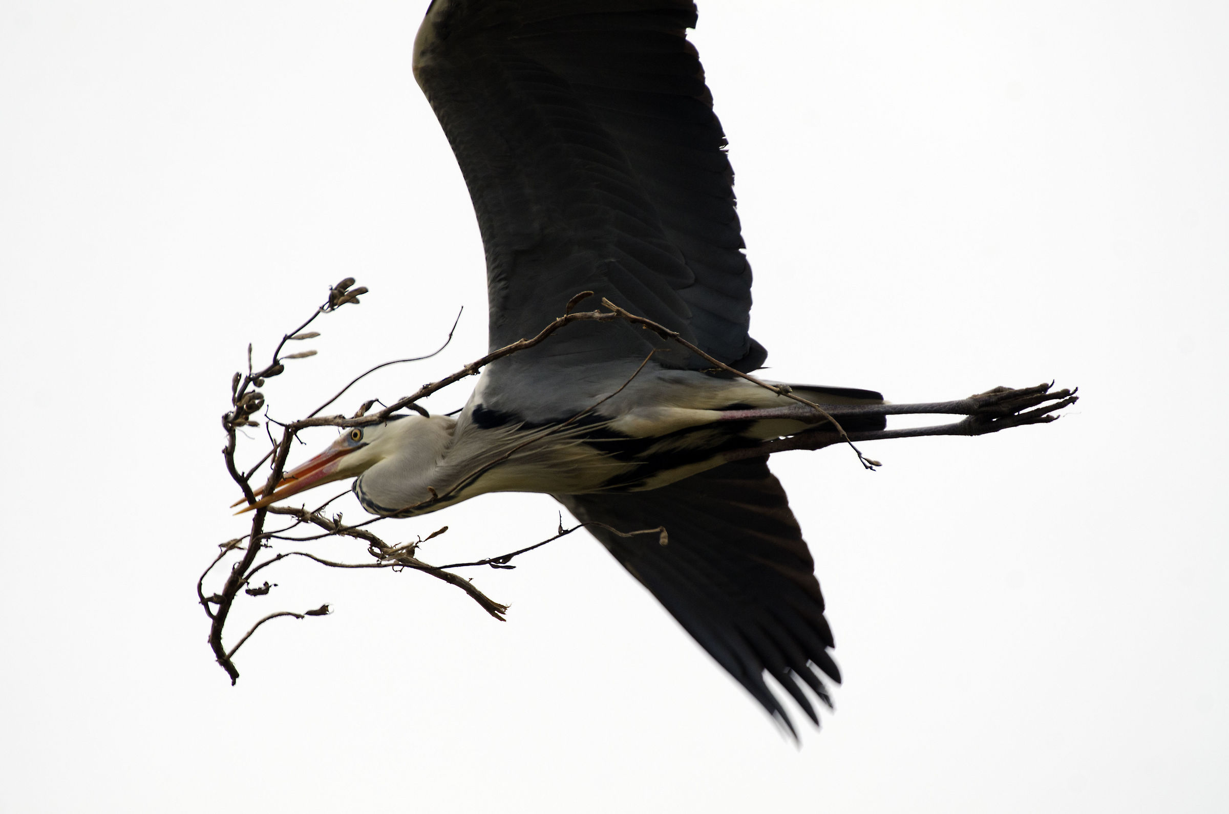 Aheron in flight with material transport for the