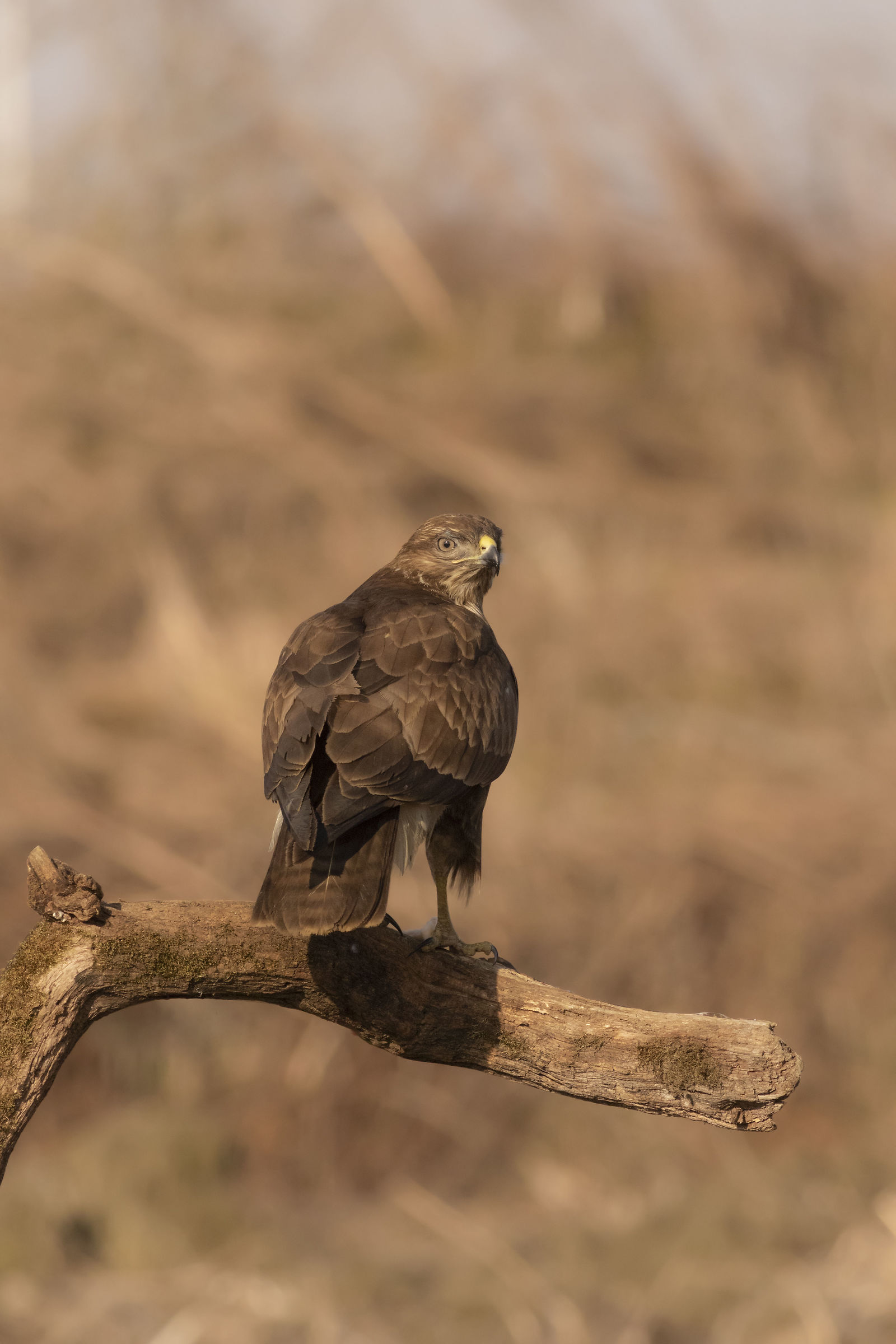 Ti ho visto Stupido.