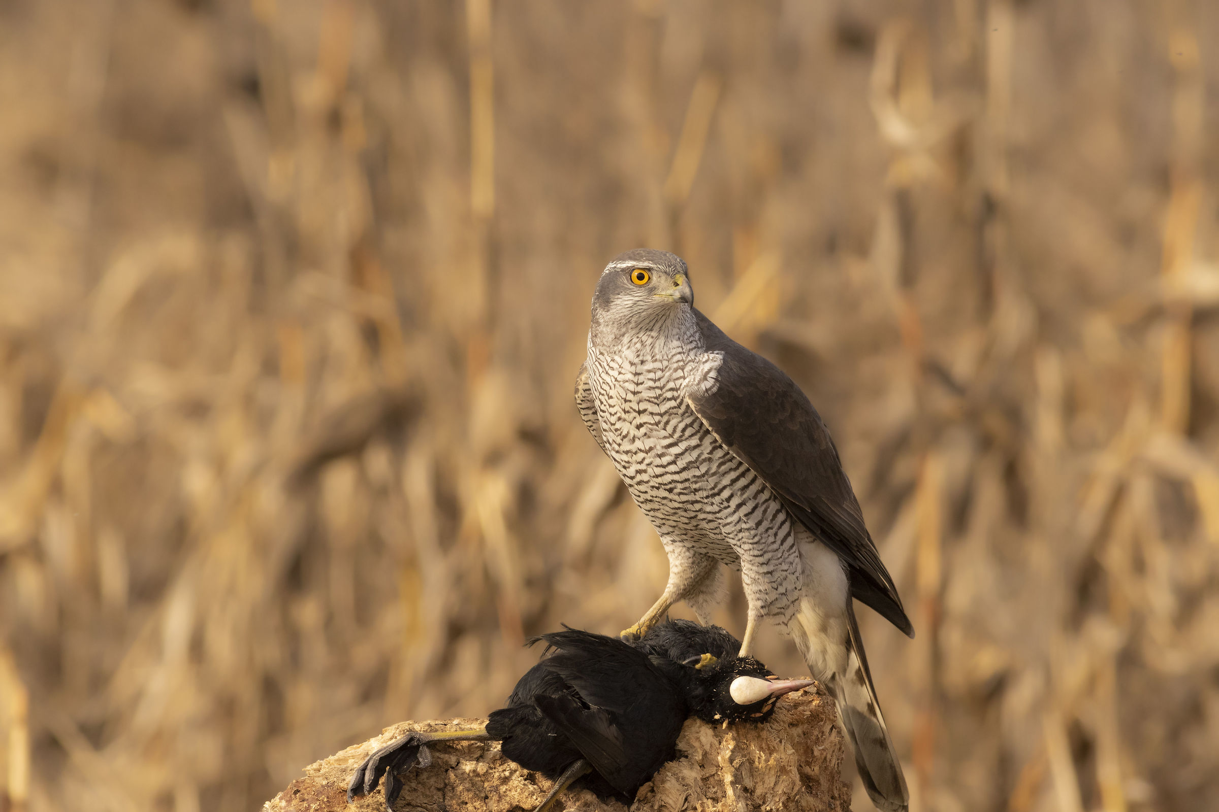Goshawk (or Sparviere?)