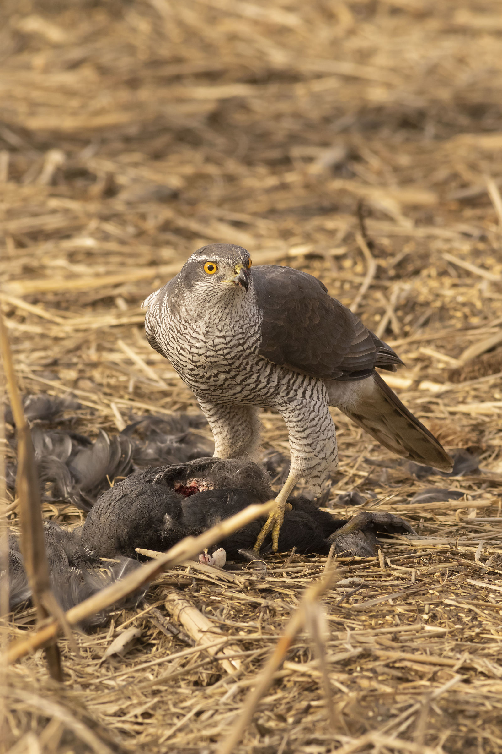 Goshawk (or Sparrowhawk F?)