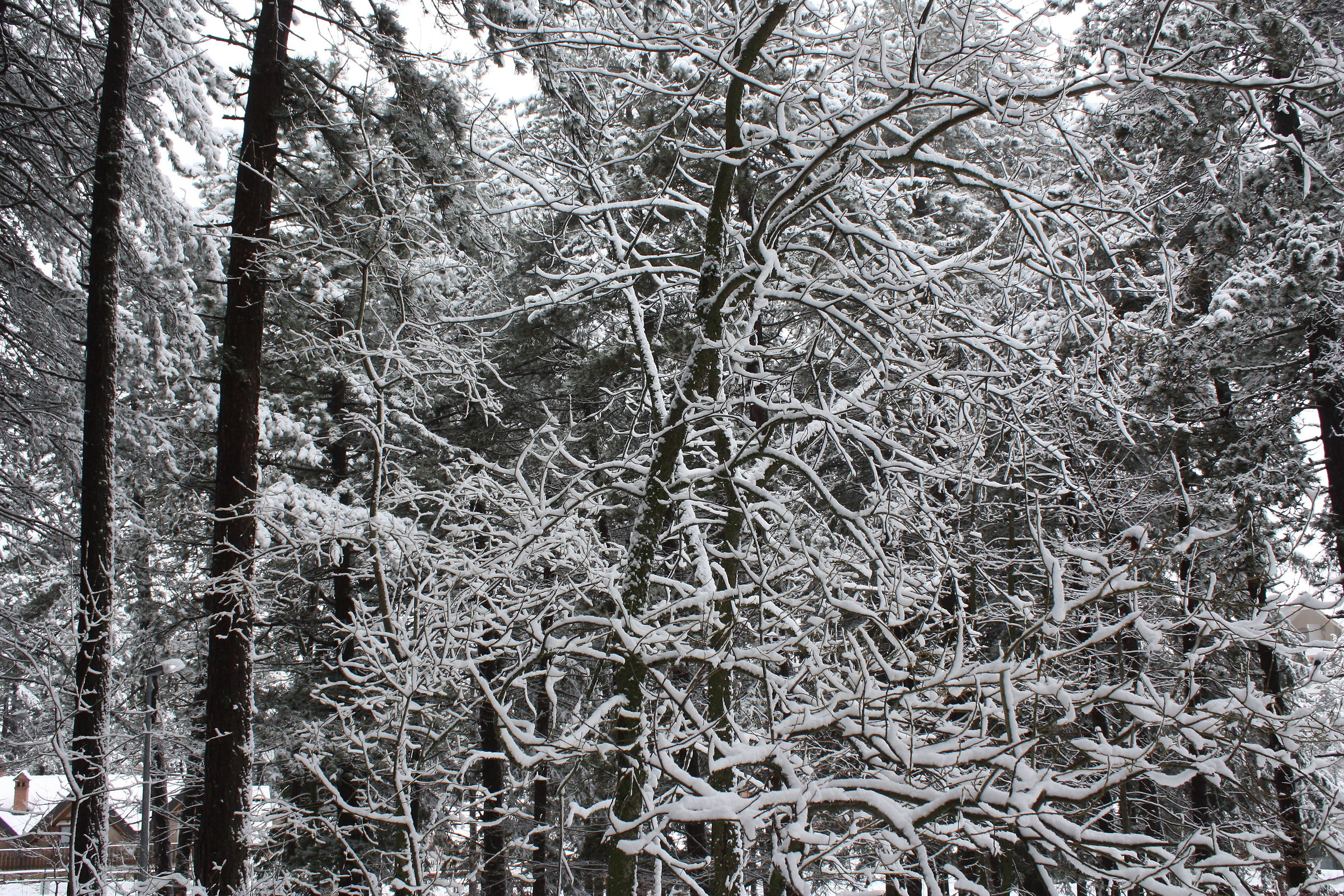 la neve ricopre ogni cosa
