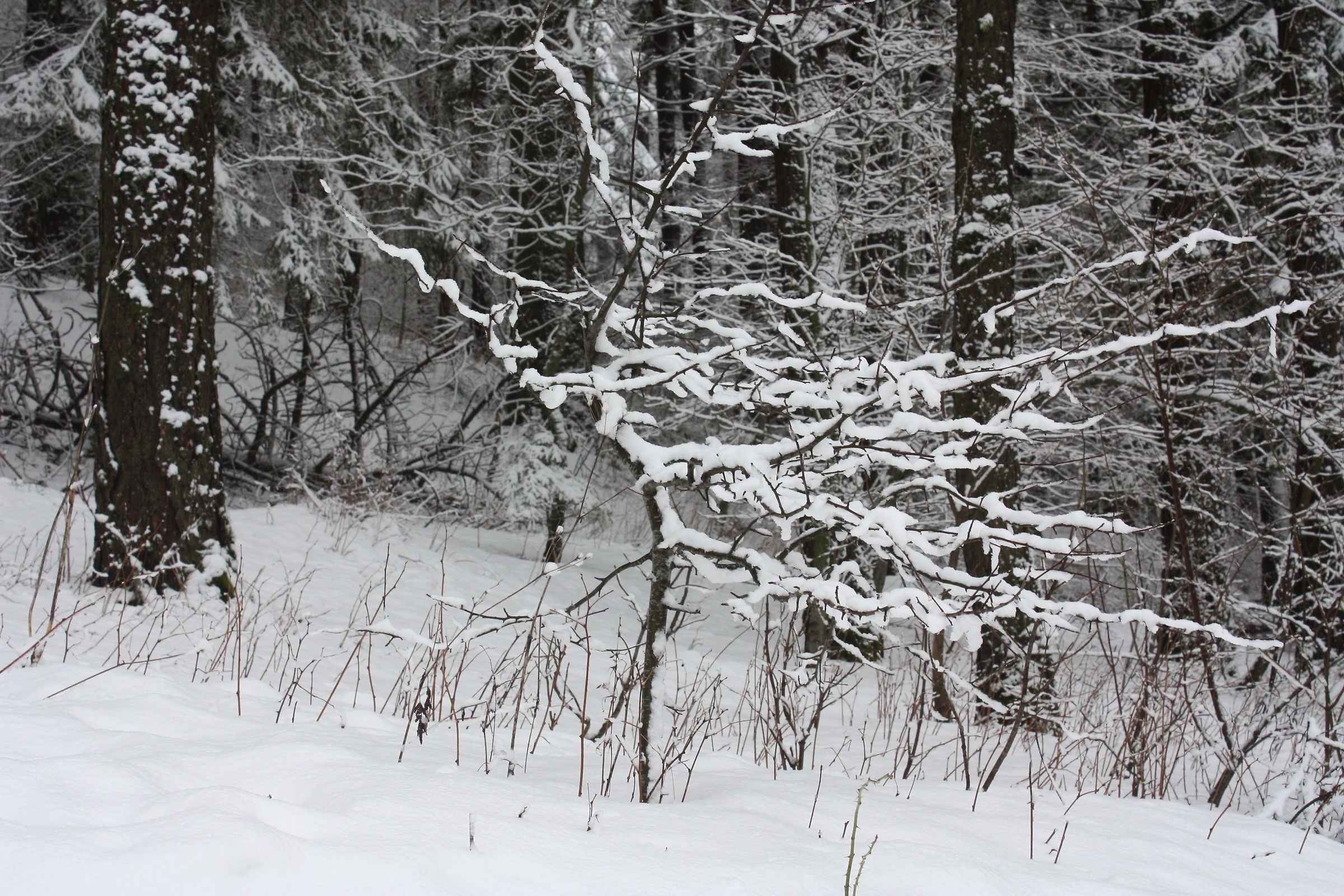 the snow on the tree