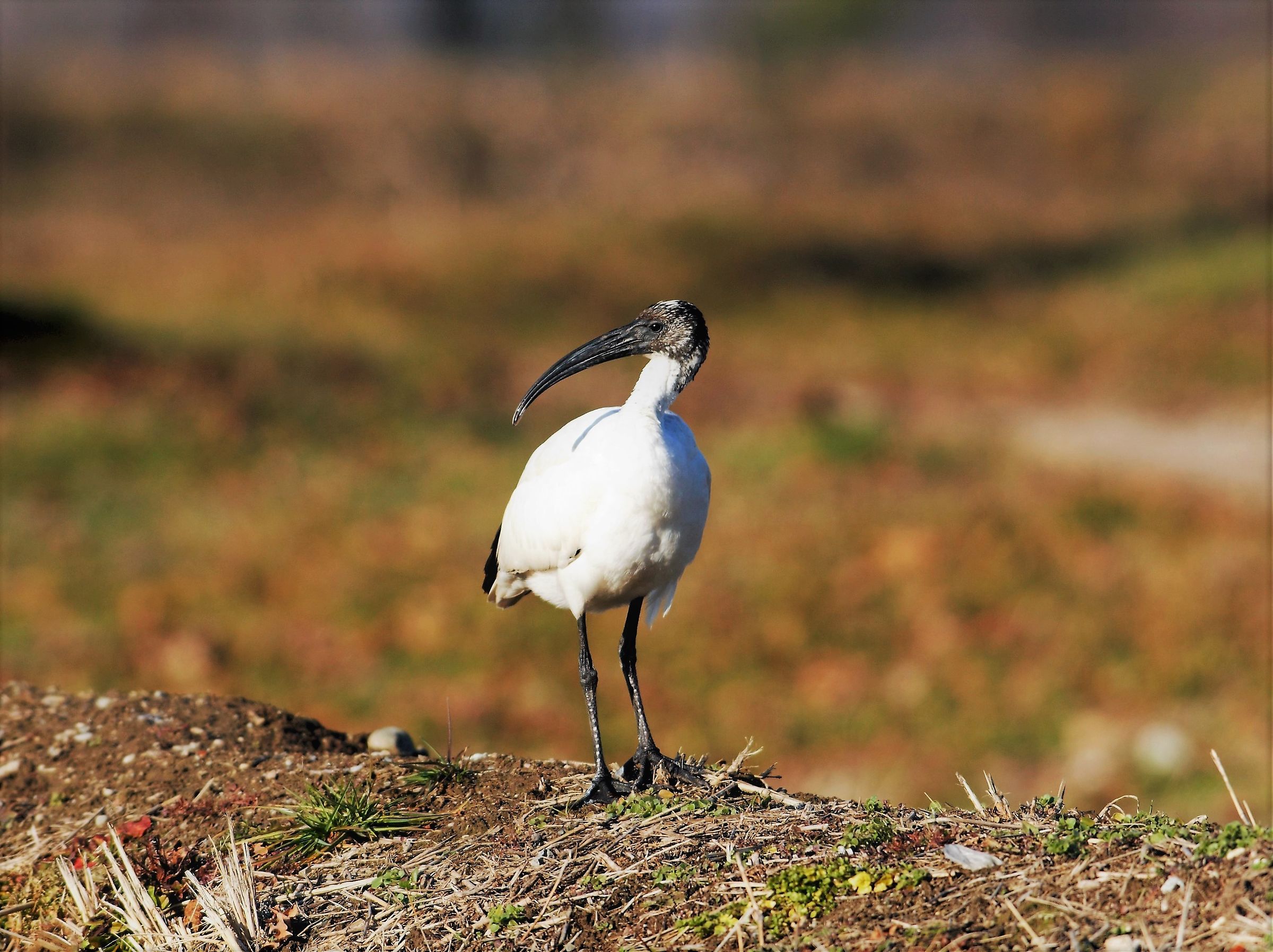 I have you In my hand